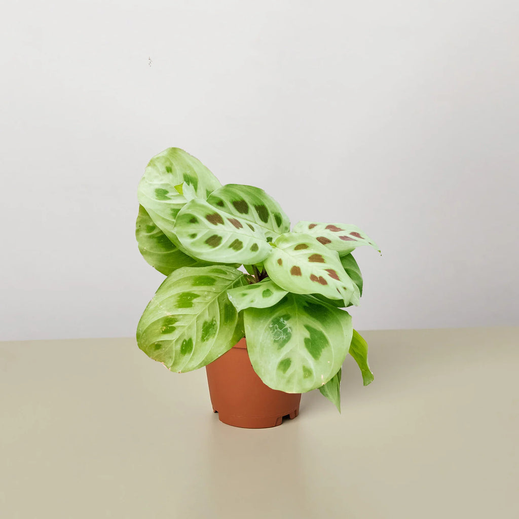 KimThai Garden Maranta Leuconeura Prayer Plant with striking leaf patterns