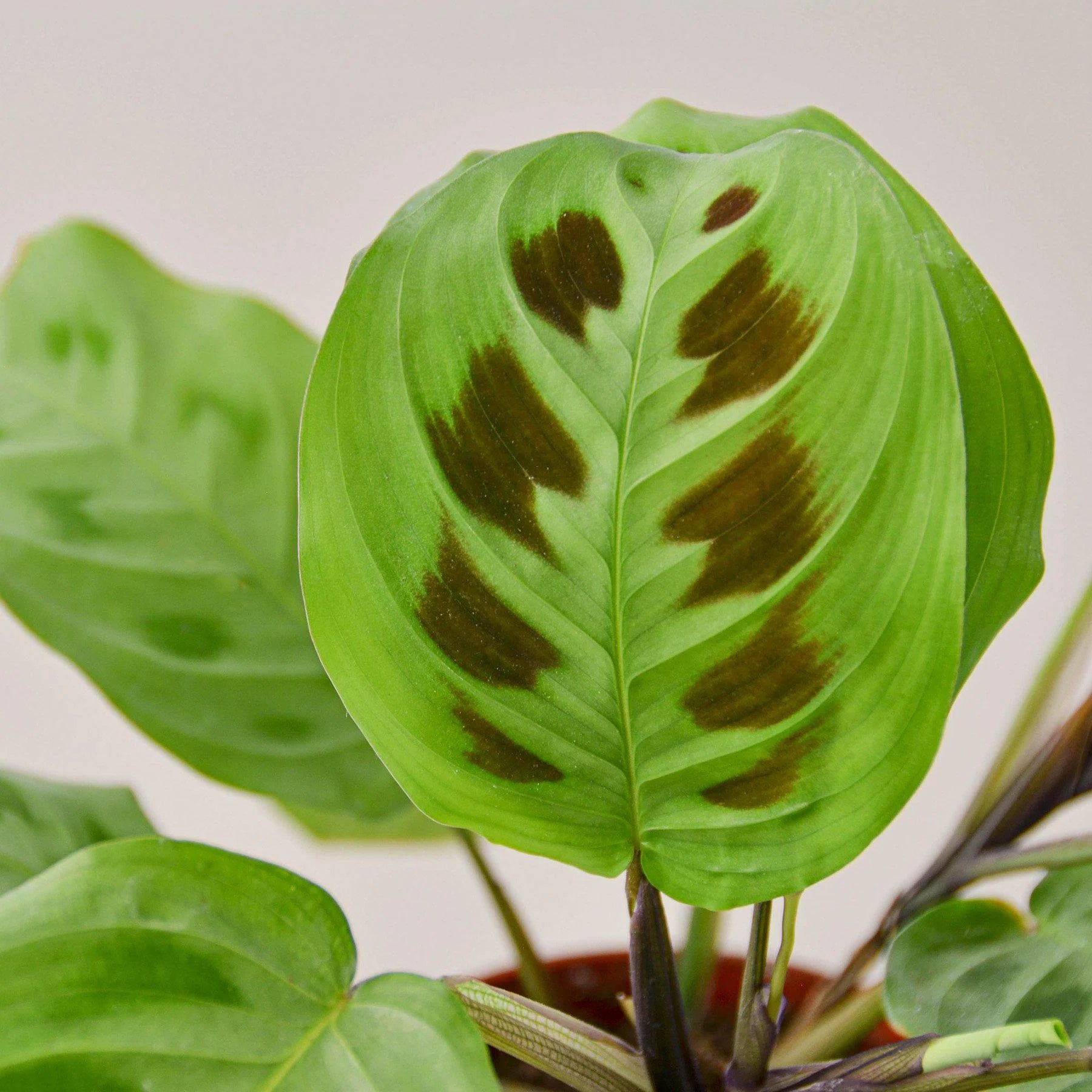 Maranta Leuconeura Prayer Plant | 3"-8" Pots | KimThai Garden