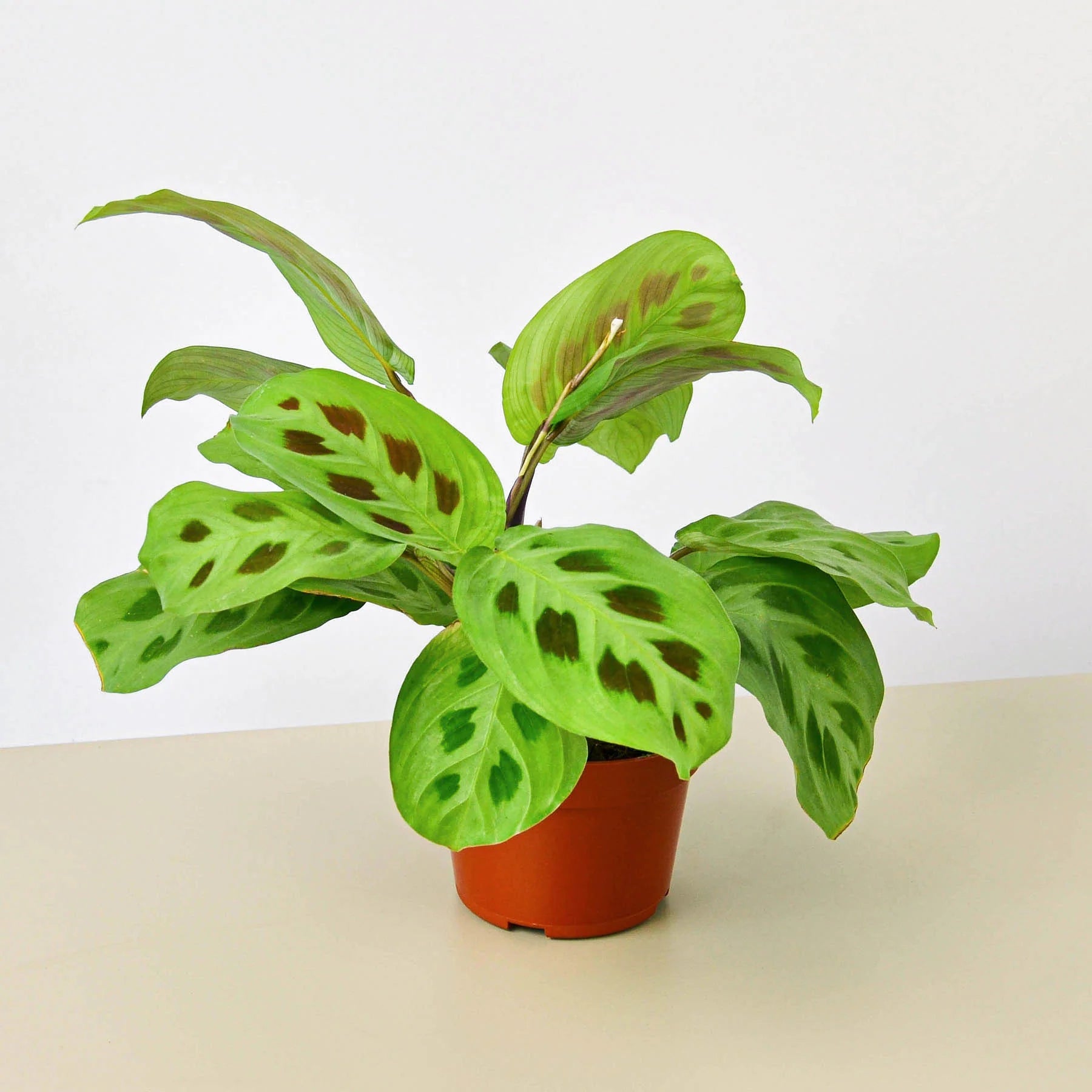 Maranta Leuconeura Prayer Plant | 3"-8" Pots | KimThai Garden