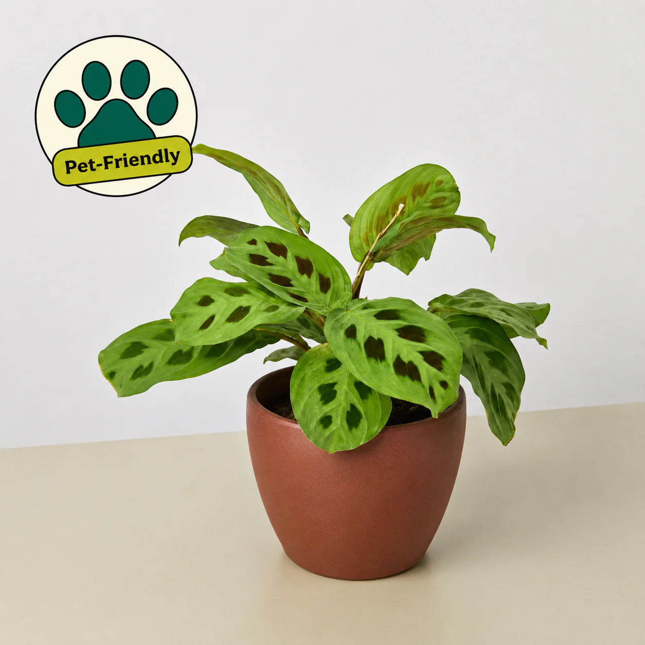 Maranta Leuconeura Prayer Plant | 3"-8" Pots | KimThai Garden