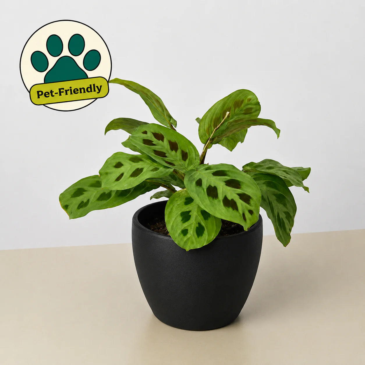 Maranta Leuconeura Prayer Plant | 3"-8" Pots | KimThai Garden