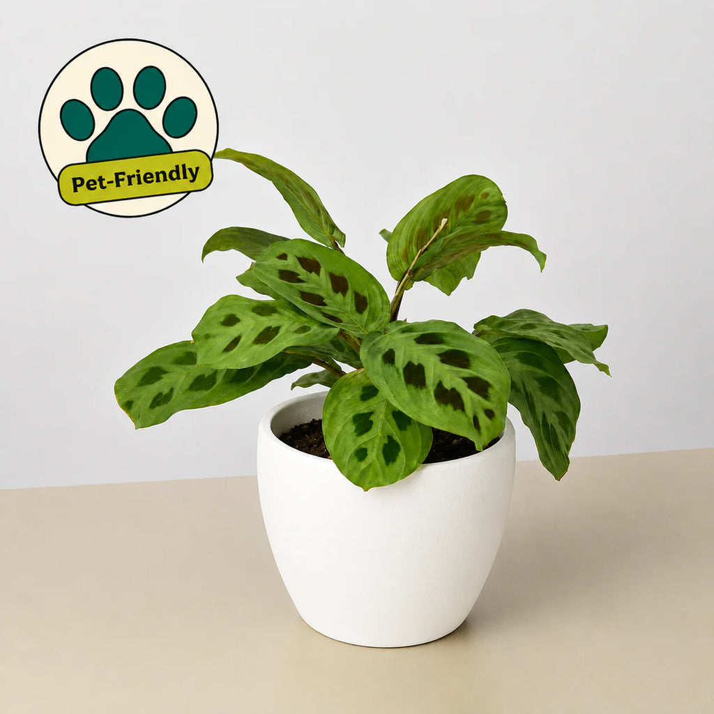 Maranta Leuconeura Prayer Plant | 3"-8" Pots | KimThai Garden