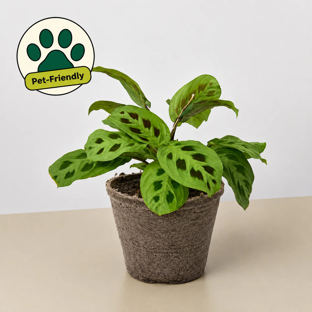 Maranta Leuconeura Prayer Plant | 3"-8" Pots | KimThai Garden