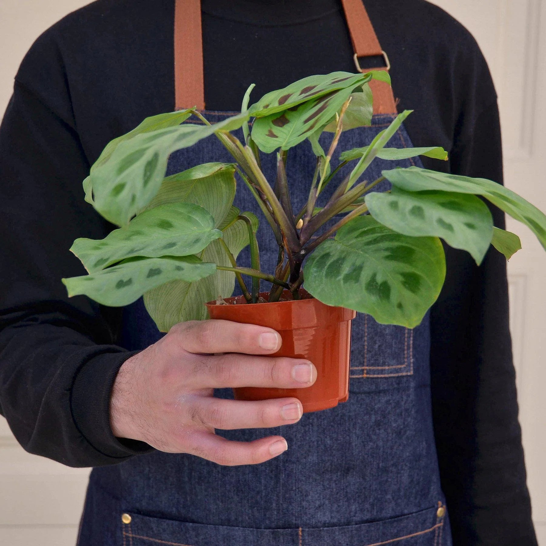 Maranta Leuconeura Prayer Plant | 3"-8" Pots | KimThai Garden