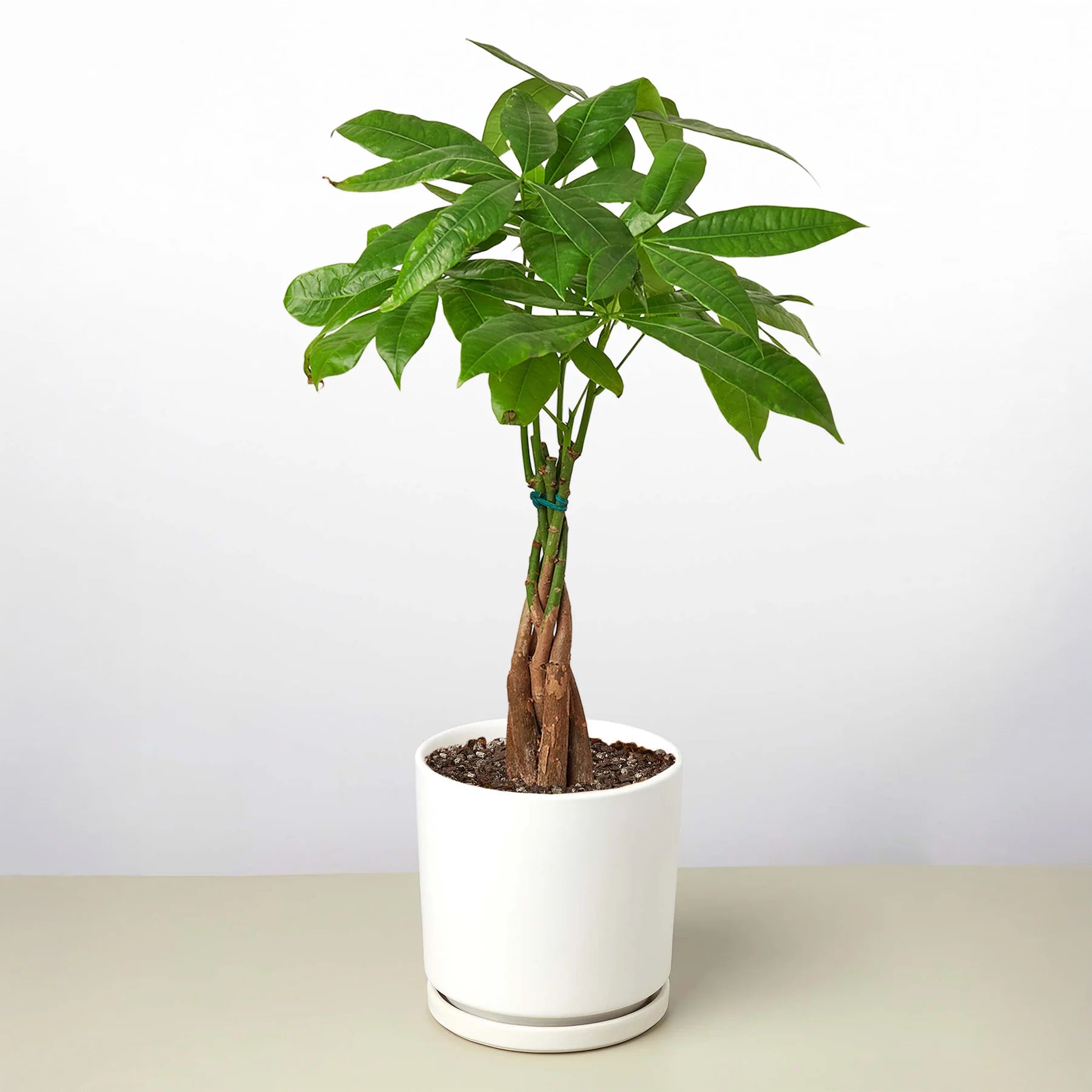 Money Tree Pachira Braid Feng Shui Lucky Plant | 4"-8" Pots | KimThai Garden