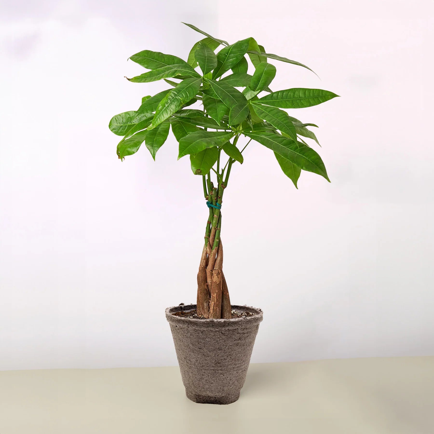 Money Tree Pachira Braid Feng Shui Lucky Plant | 4"-8" Pots | KimThai Garden