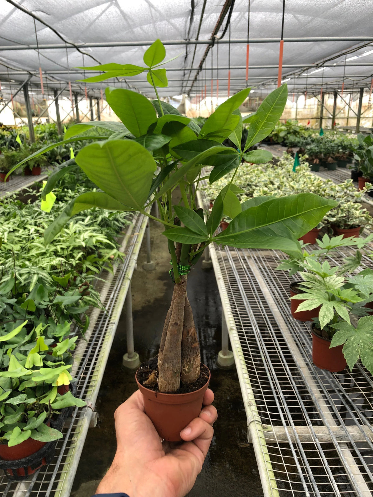 KimThai Garden Money Tree Pachira Braid in pot