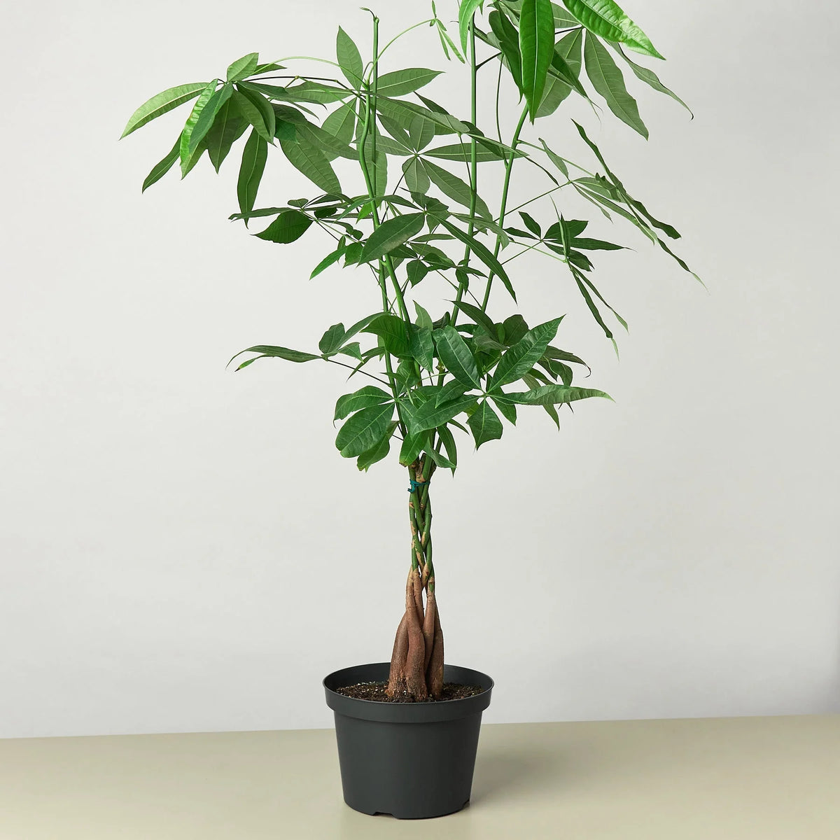 KimThai Garden Money Tree Pachira Braid – leaf canopy overhead view
