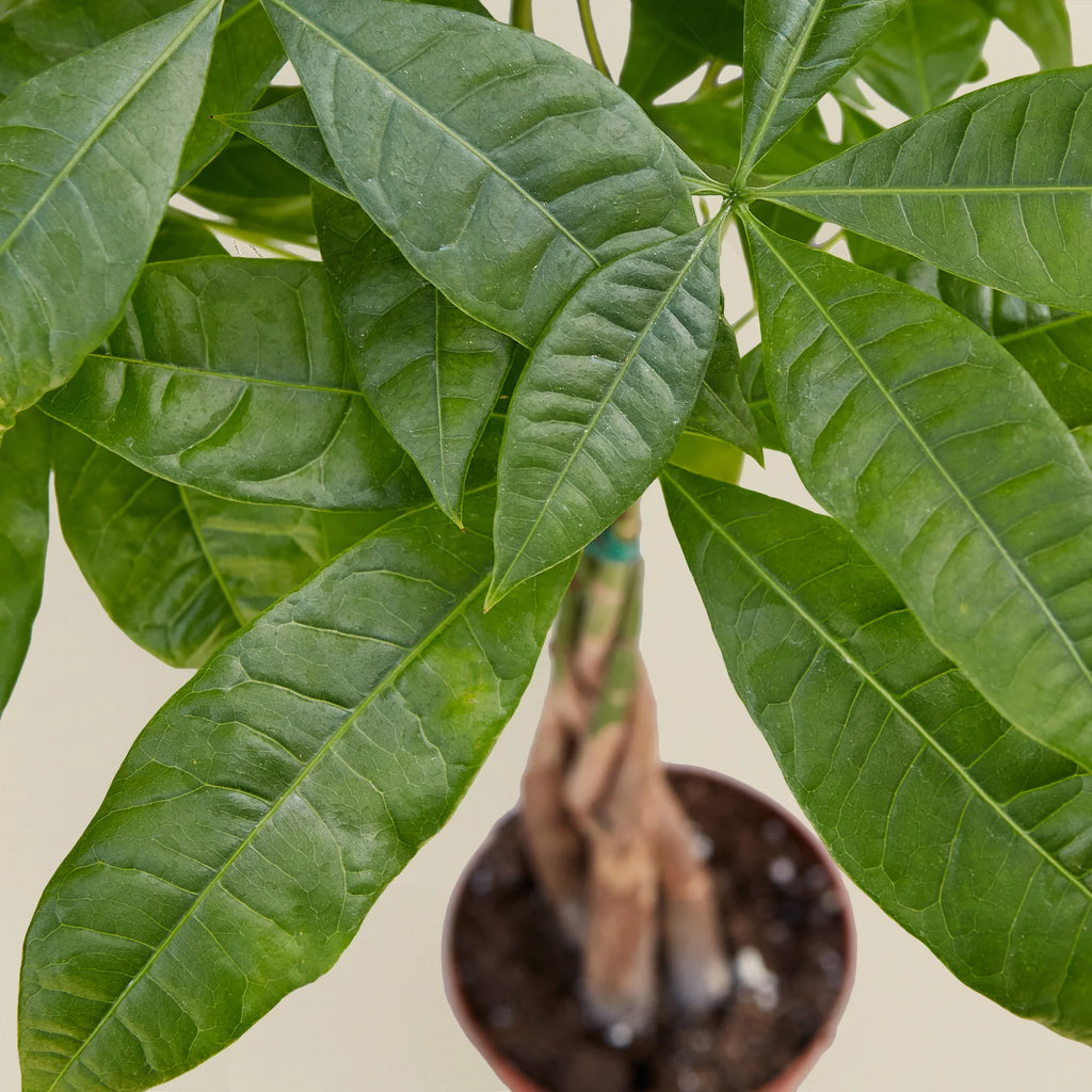KimThai Garden Money Tree Pachira Braid – trunk braid pattern detail