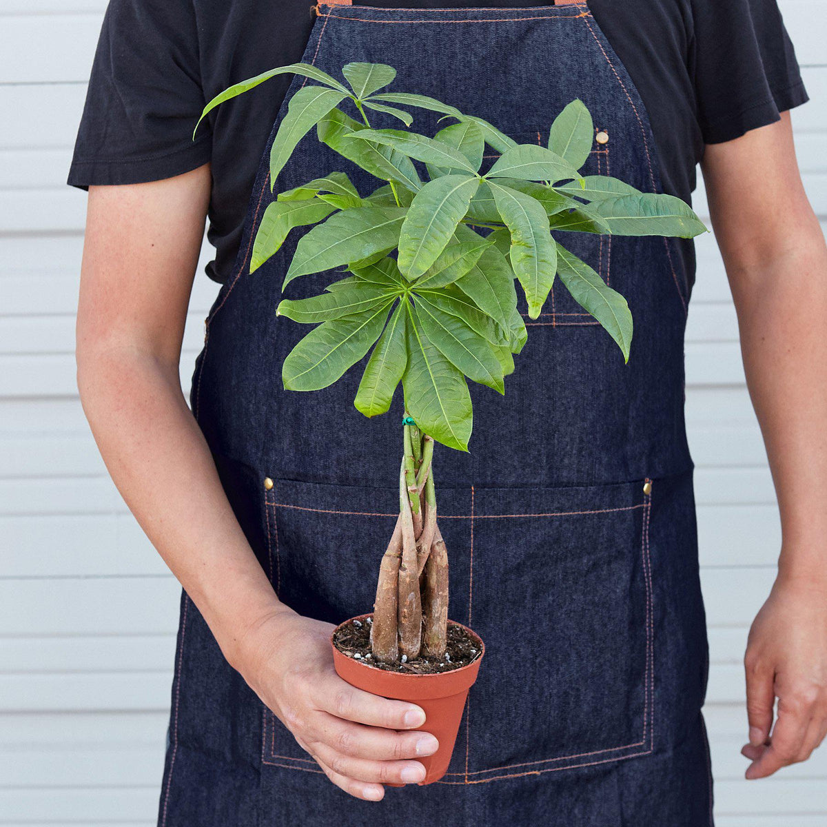 KimThai Garden Money Tree Pachira Braid – plant in ceramic decorative pot
