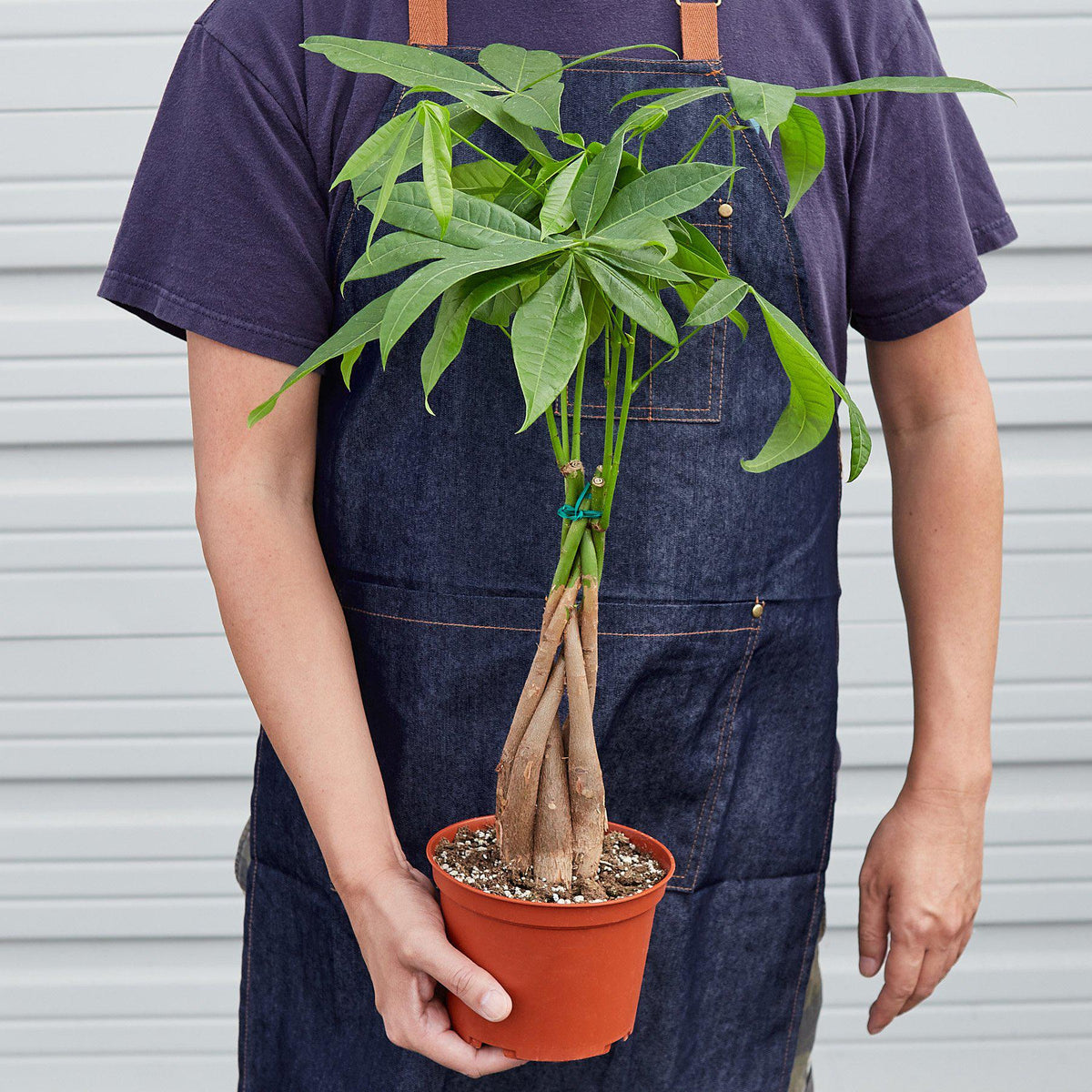 KimThai Garden Money Tree Pachira Braid – full plant side profile
