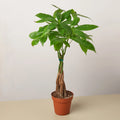 KimThai Garden Money Tree Pachira Braid – braided trunk detail close-up