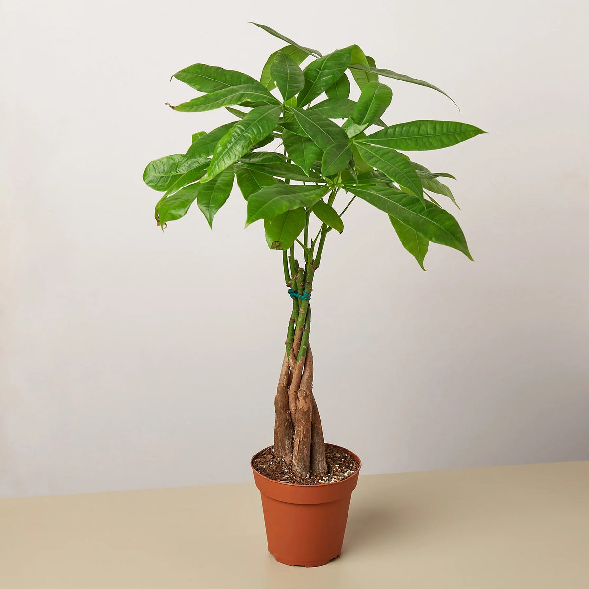 KimThai Garden Money Tree Pachira Braid – braided trunk detail close-up