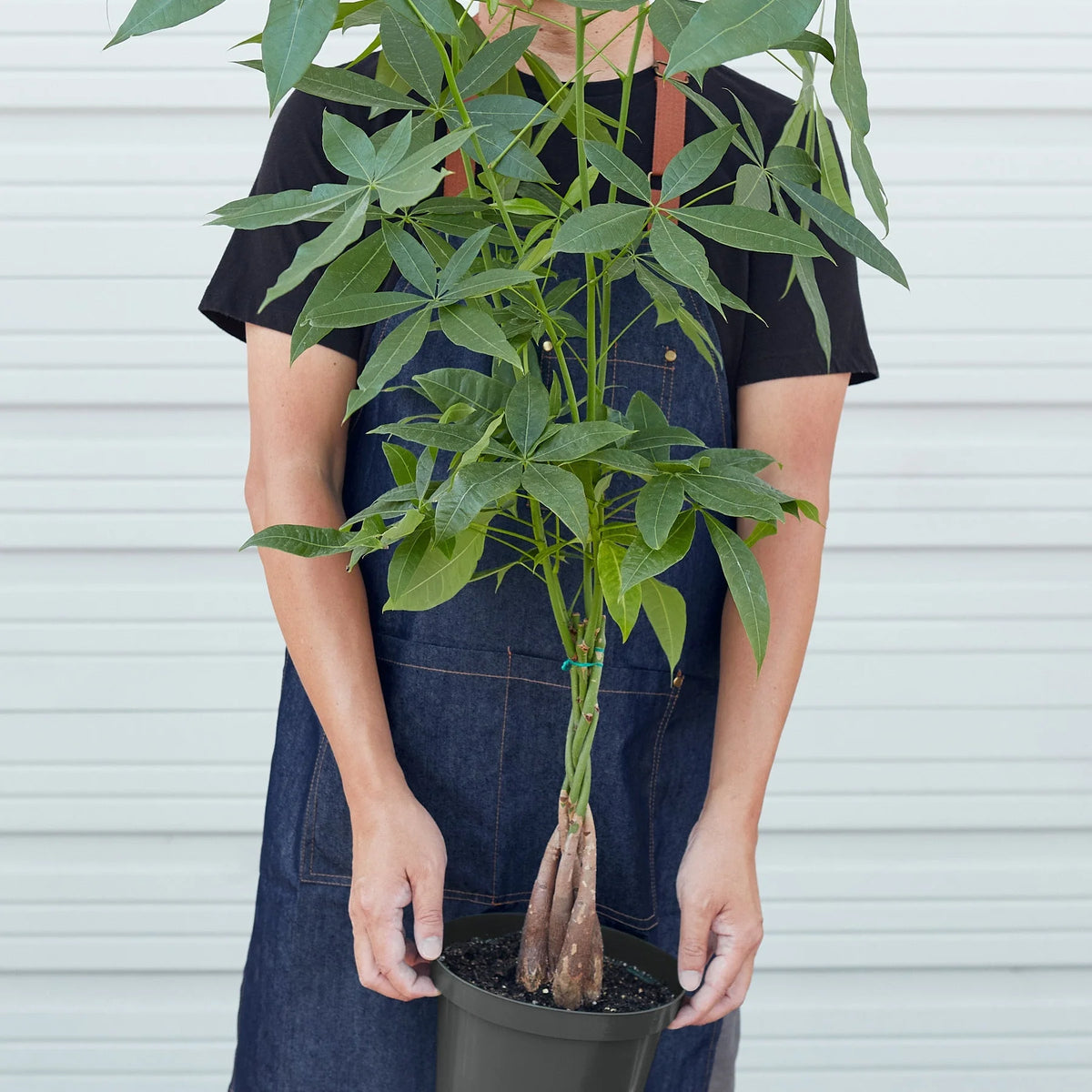 KimThai Garden Money Tree Pachira Braid – healthy green foliage close-up