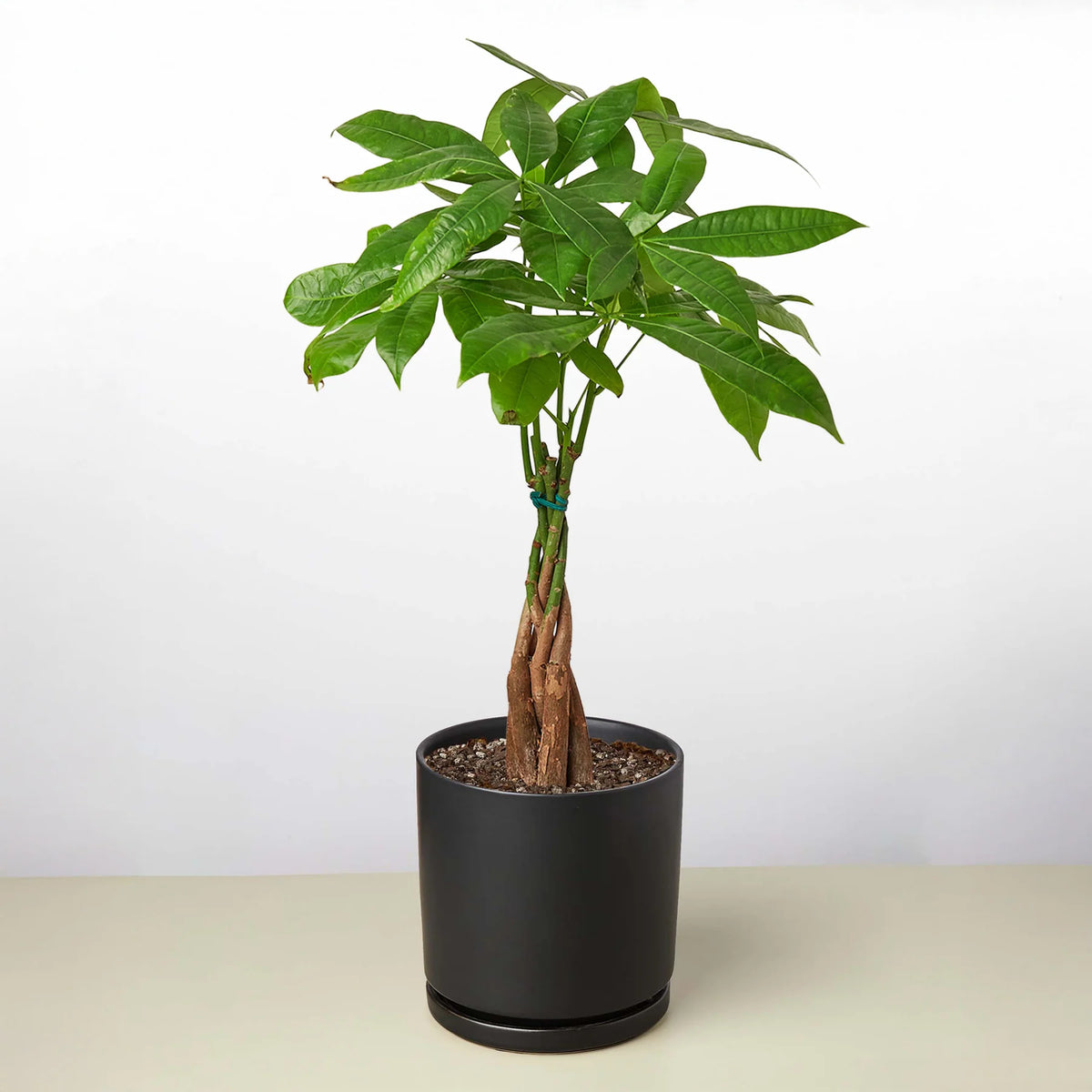 KimThai Garden Money Tree Pachira Braid – full plant in 4-inch pot