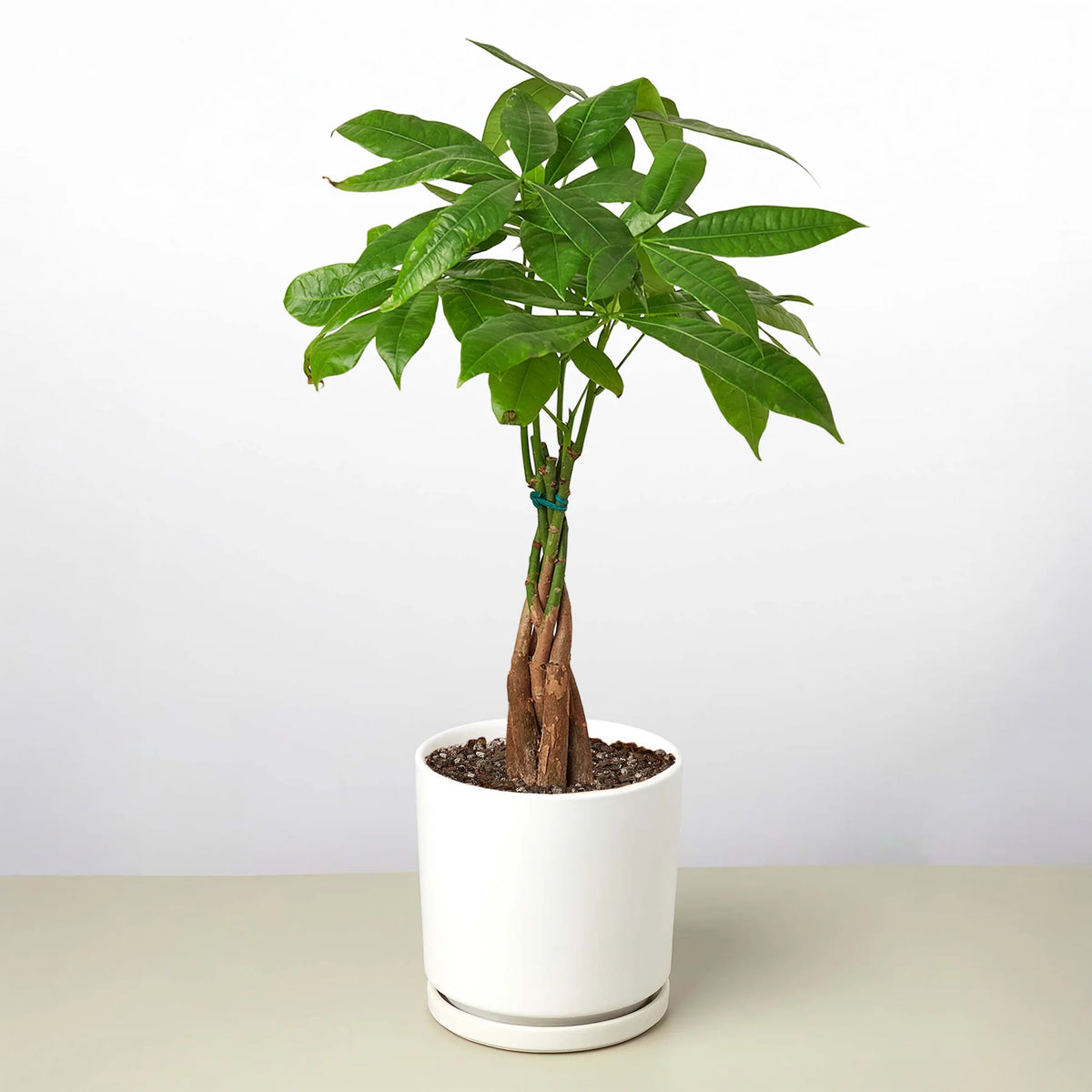 KimThai Garden Money Tree Pachira Braid – lush green palmate leaves