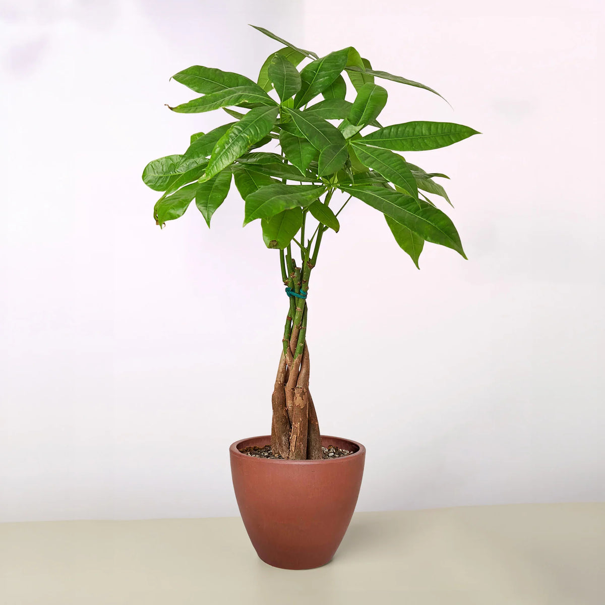 KimThai Garden Money Tree Pachira Braid – 6-inch pot mid-size plant