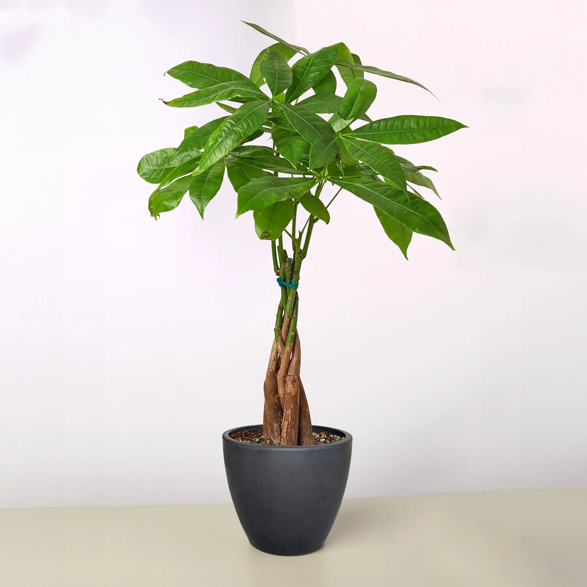KimThai Garden Money Tree Pachira Braid – 8-inch pot large specimen