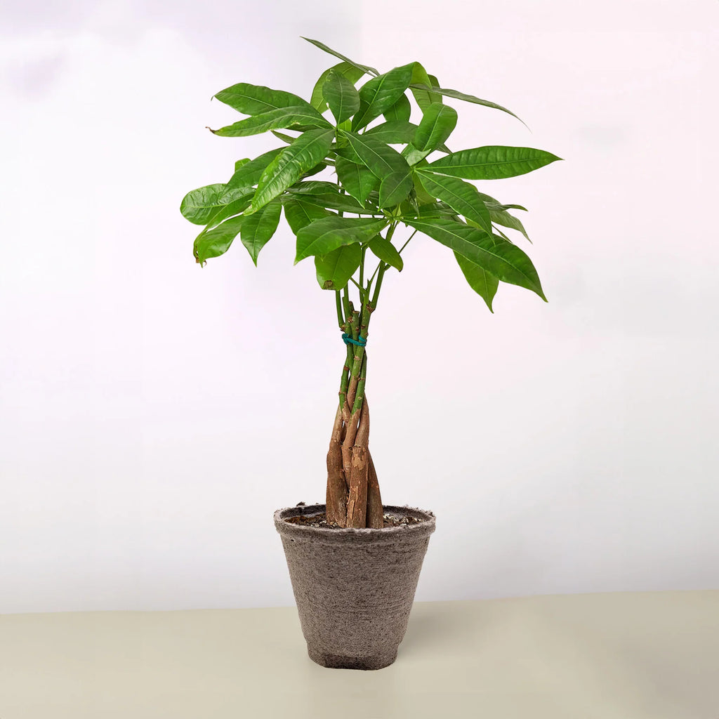 KimThai Garden Money Tree Pachira Braid – indoor decorative setting