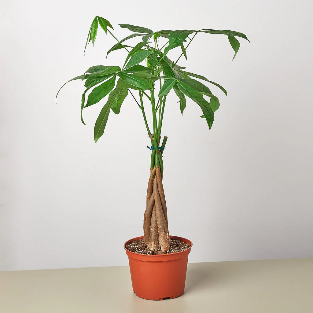 KimThai Garden Money Tree Pachira Braid – nursery row of plants