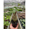 KimThai Garden Money Tree Stump - Guiana Chestnut Pachira with lush green leaves