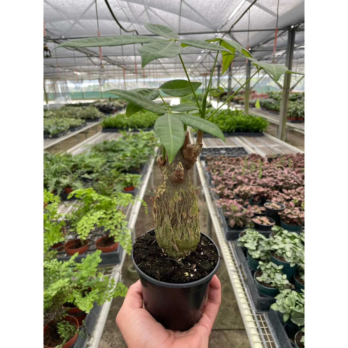 KimThai Garden Money Tree Stump - Guiana Chestnut Pachira with lush green leaves