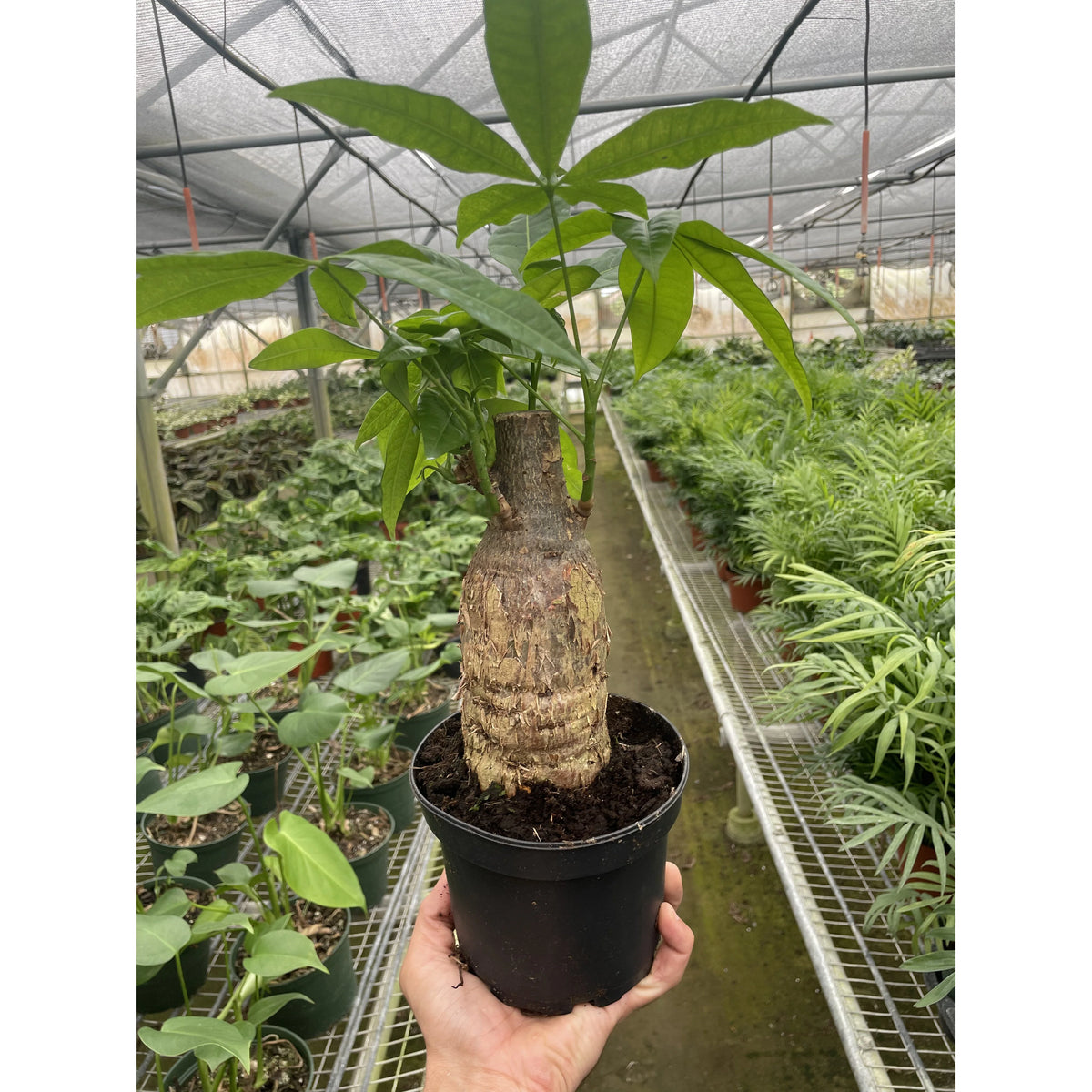 KimThai Garden Money Tree Pachira Stump – thick stump base with lush green canopy