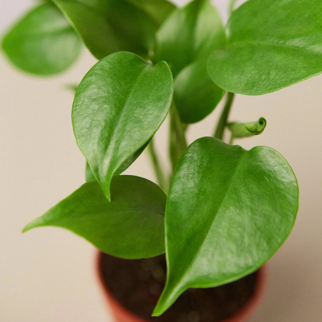 KimThai Garden Monstera 'Split-Leaf' tropical houseplant with large split leaves