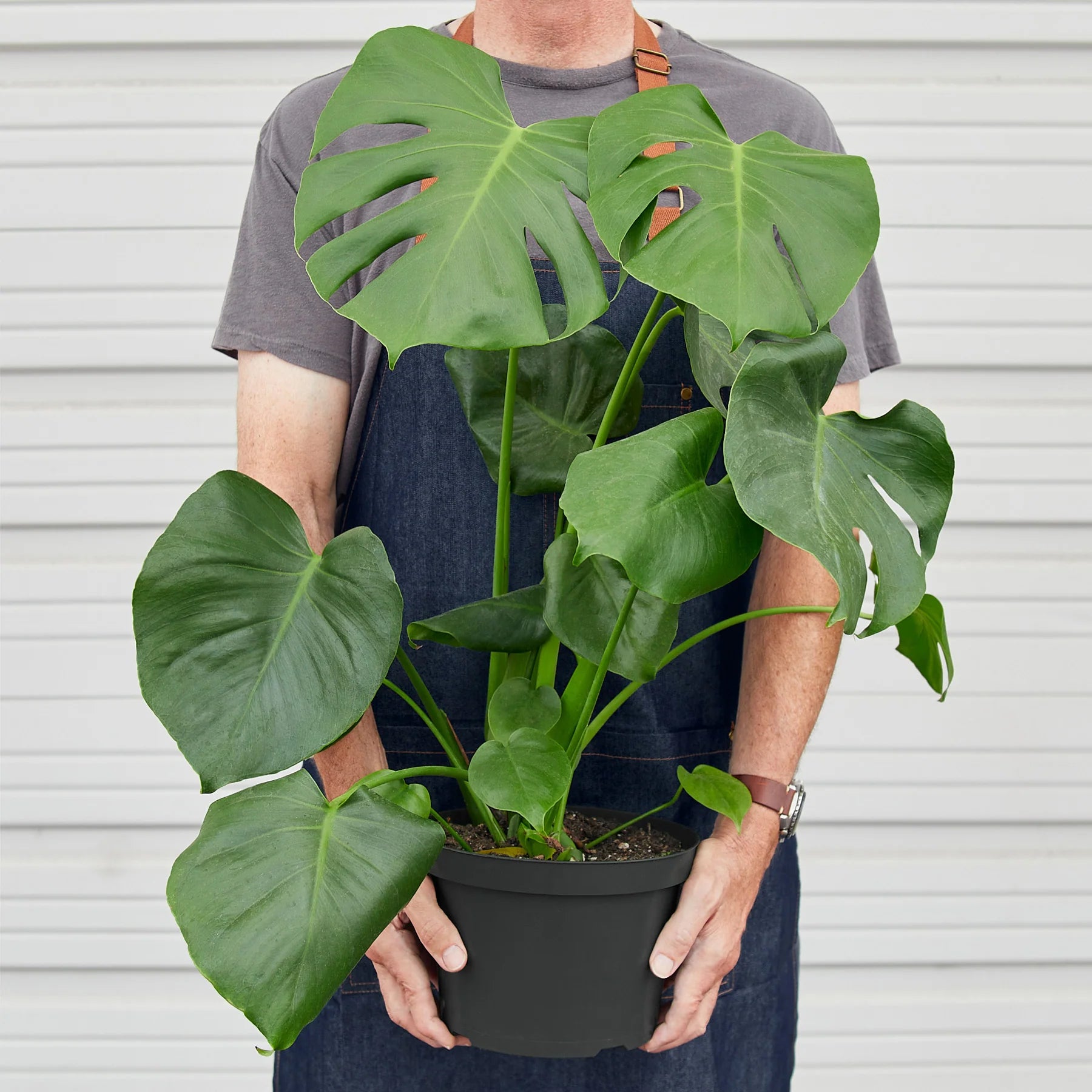 Monstera "Split-Leaf" Swiss Cheese Plant | 2"-8" Pots | KimThai Garden