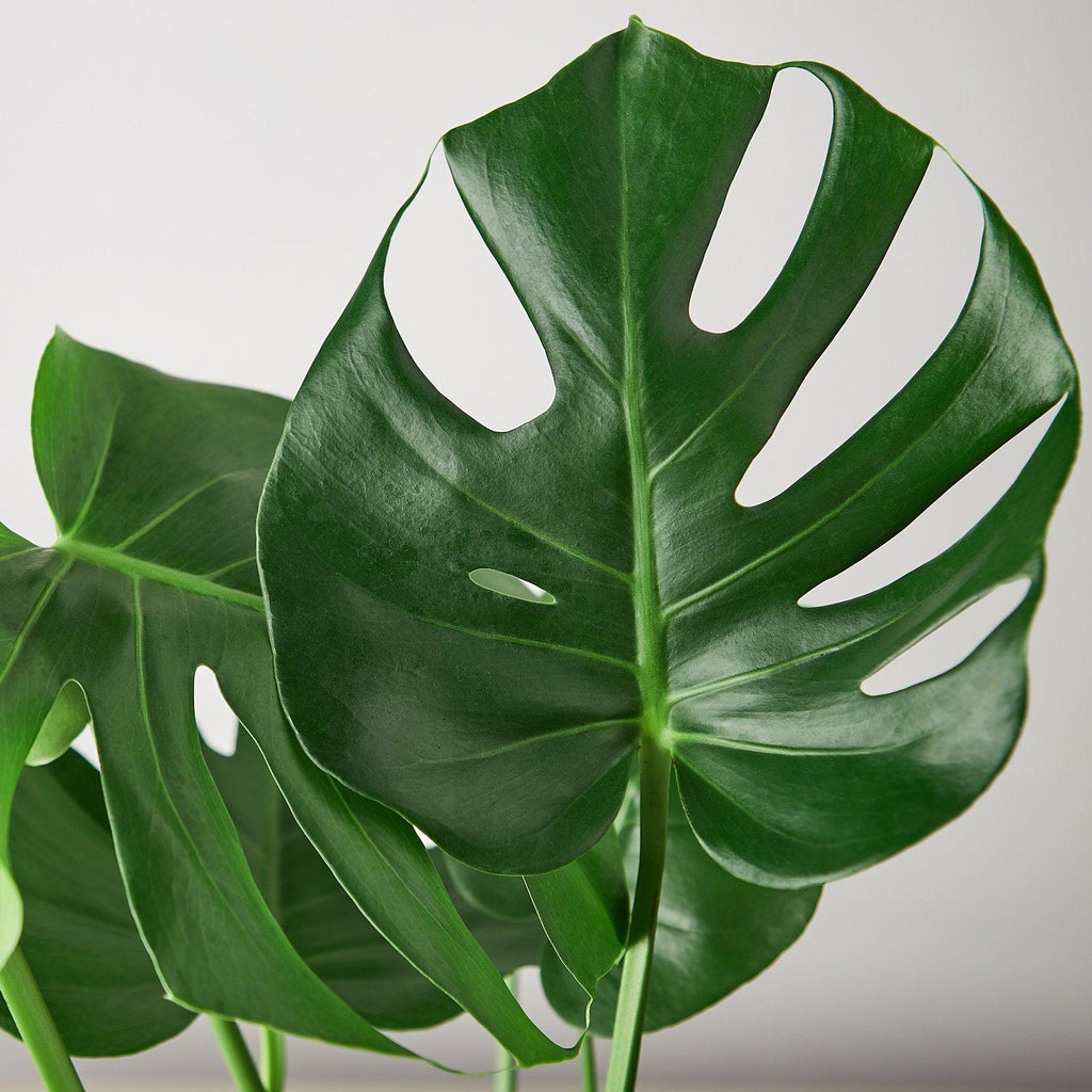 Monstera "Split-Leaf" Swiss Cheese Plant | 2"-8" Pots | KimThai Garden