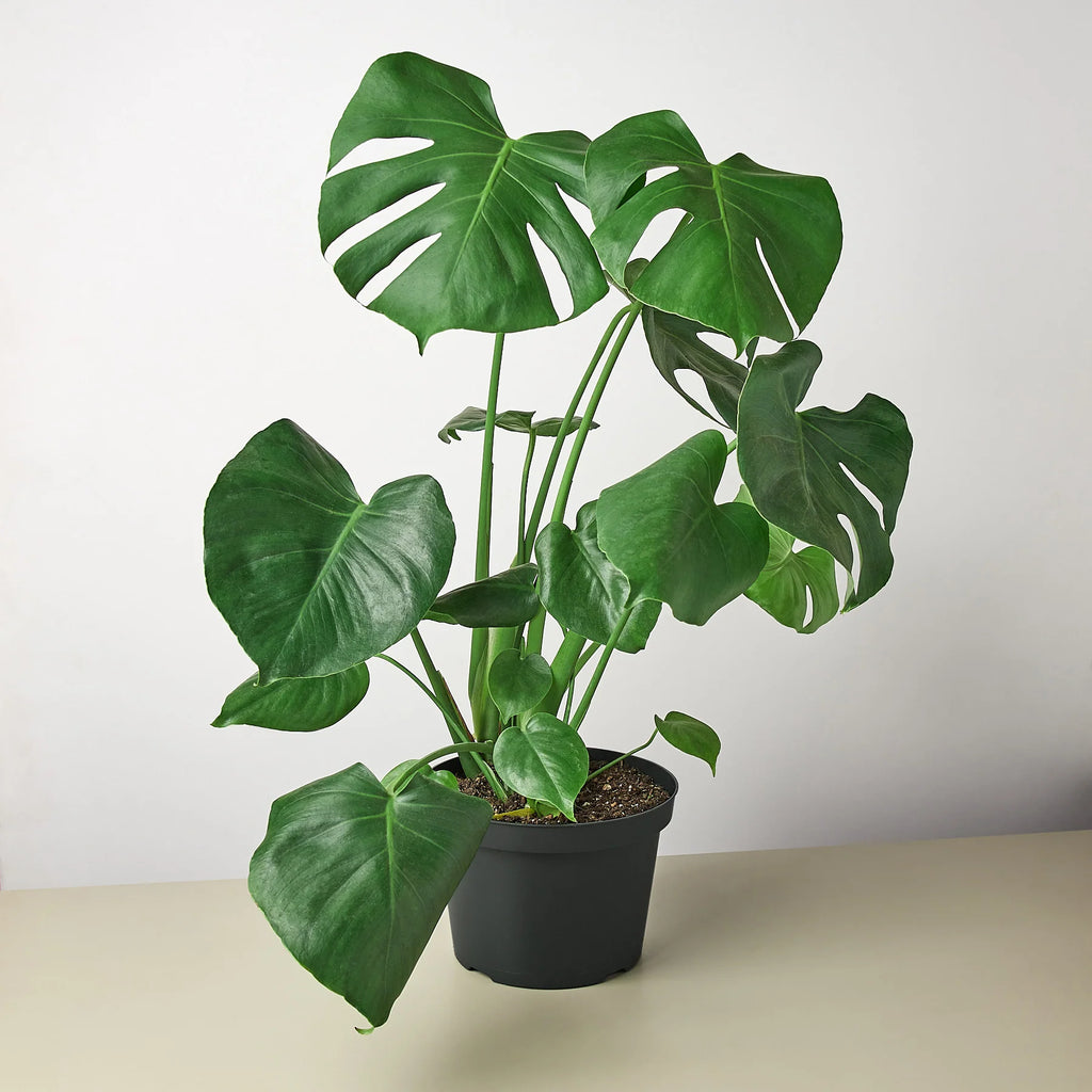 Monstera "Split-Leaf" Swiss Cheese Plant | 2"-8" Pots | KimThai Garden