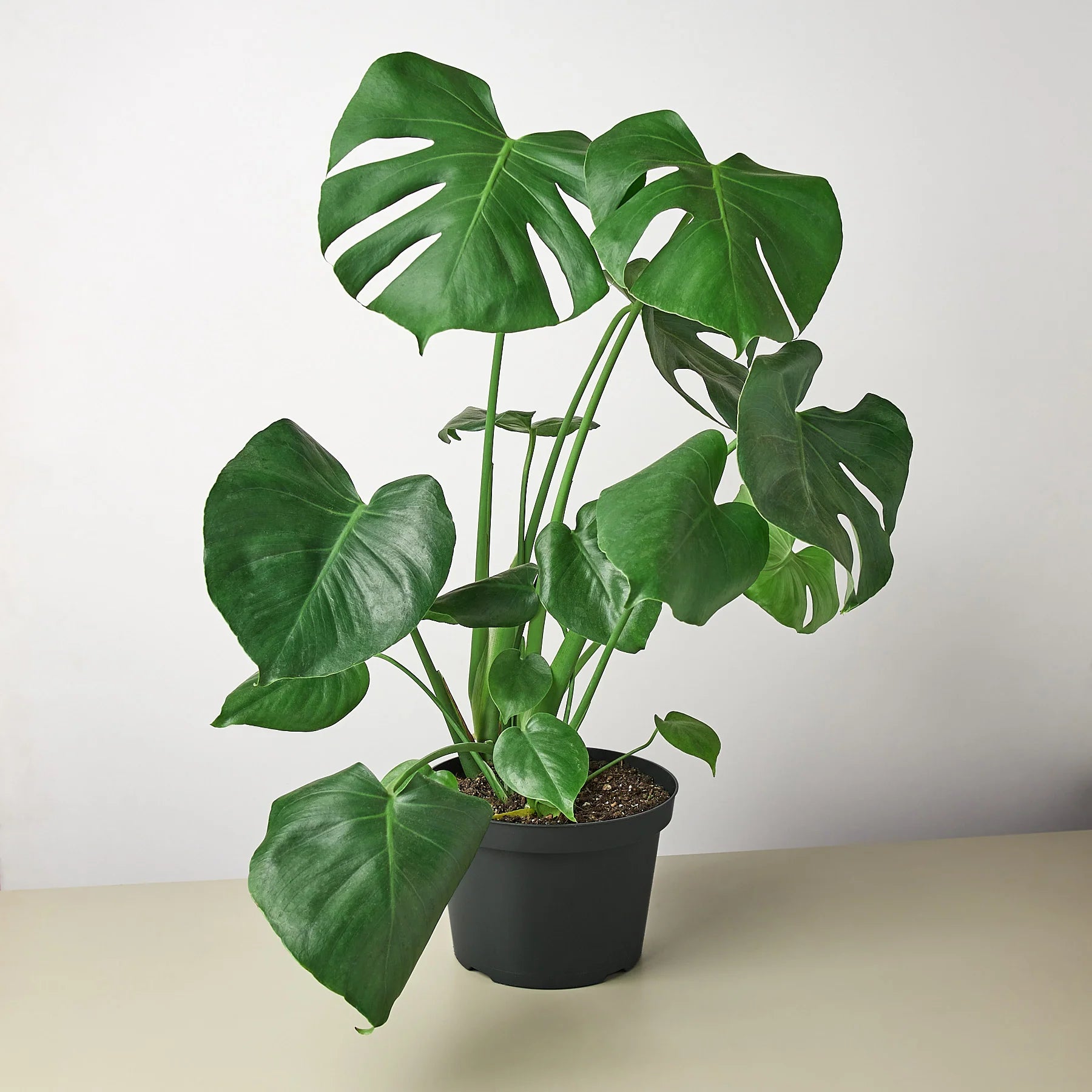 Monstera "Split-Leaf" Swiss Cheese Plant | 2"-8" Pots | KimThai Garden