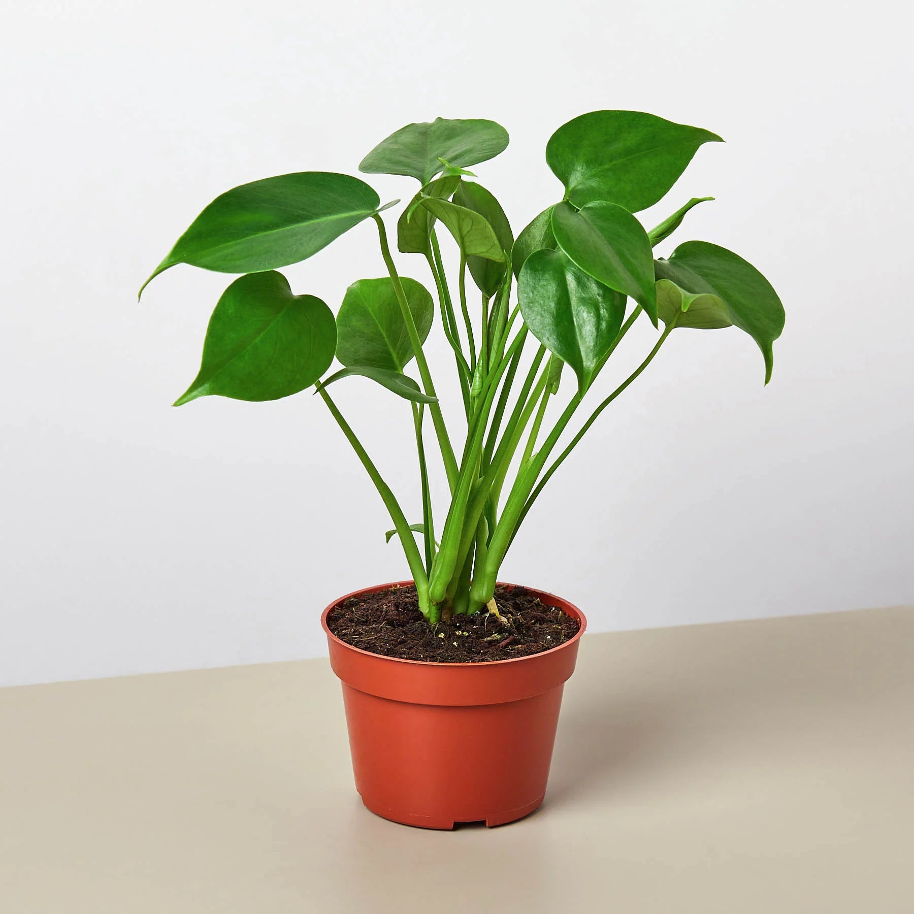 Monstera "Split-Leaf" Swiss Cheese Plant | 2"-8" Pots | KimThai Garden