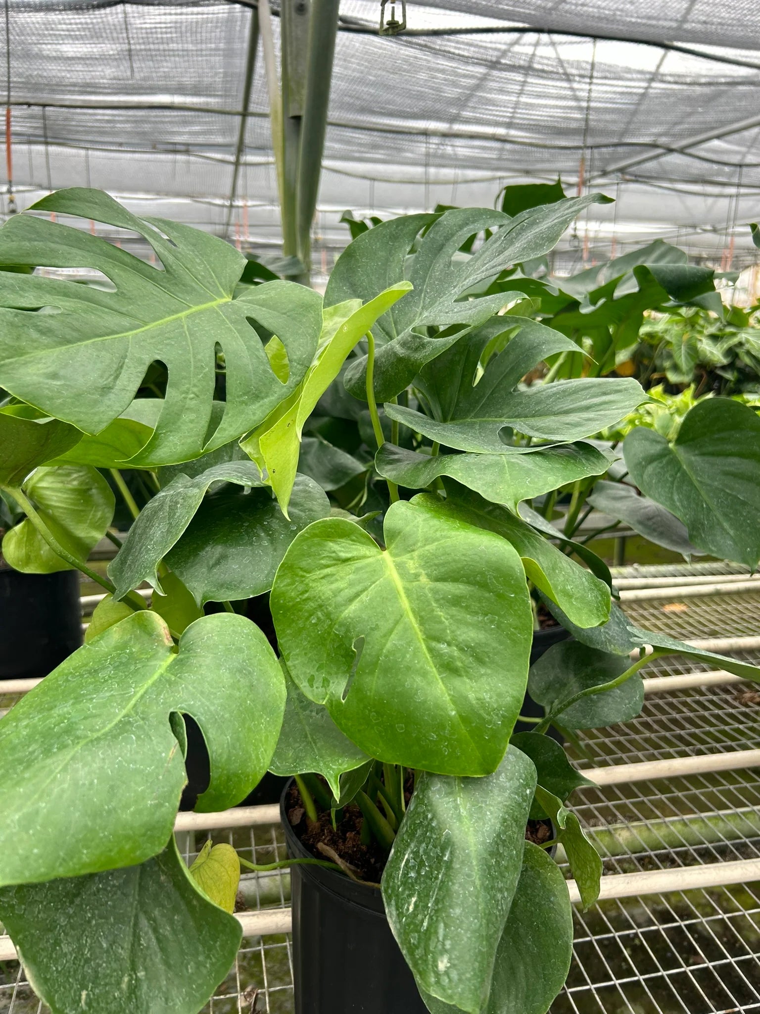Monstera "Split-Leaf" Swiss Cheese Plant | 2"-8" Pots | KimThai Garden