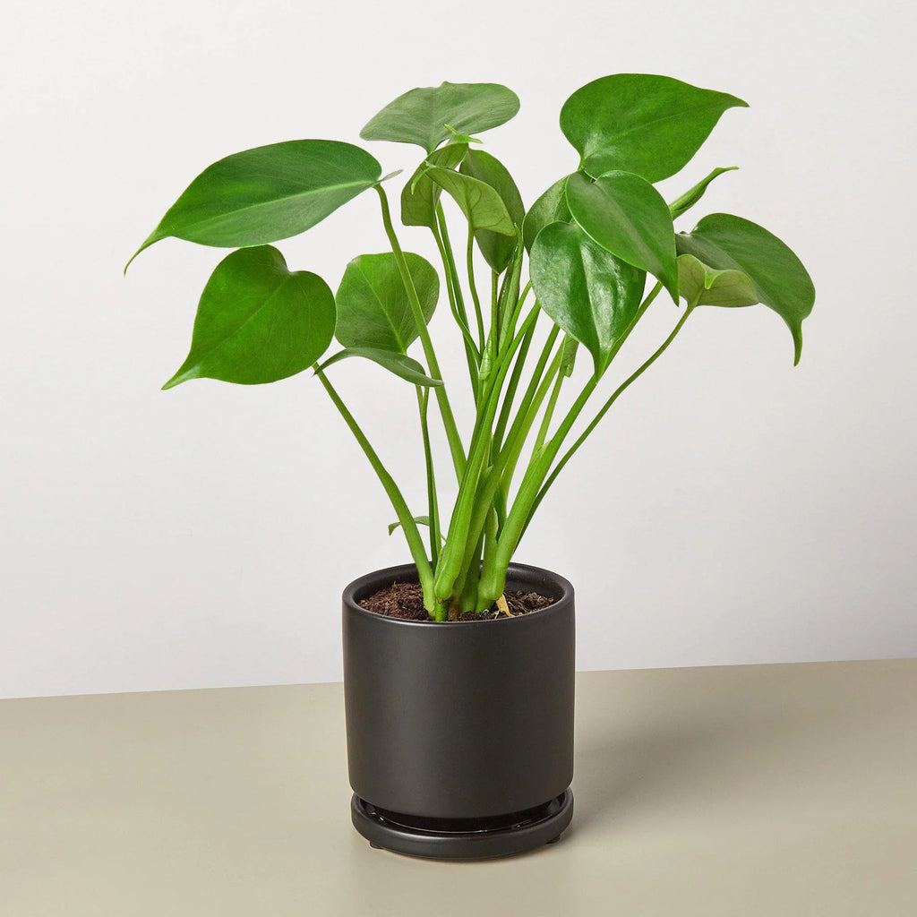 Monstera "Split-Leaf" Swiss Cheese Plant | 2"-8" Pots | KimThai Garden