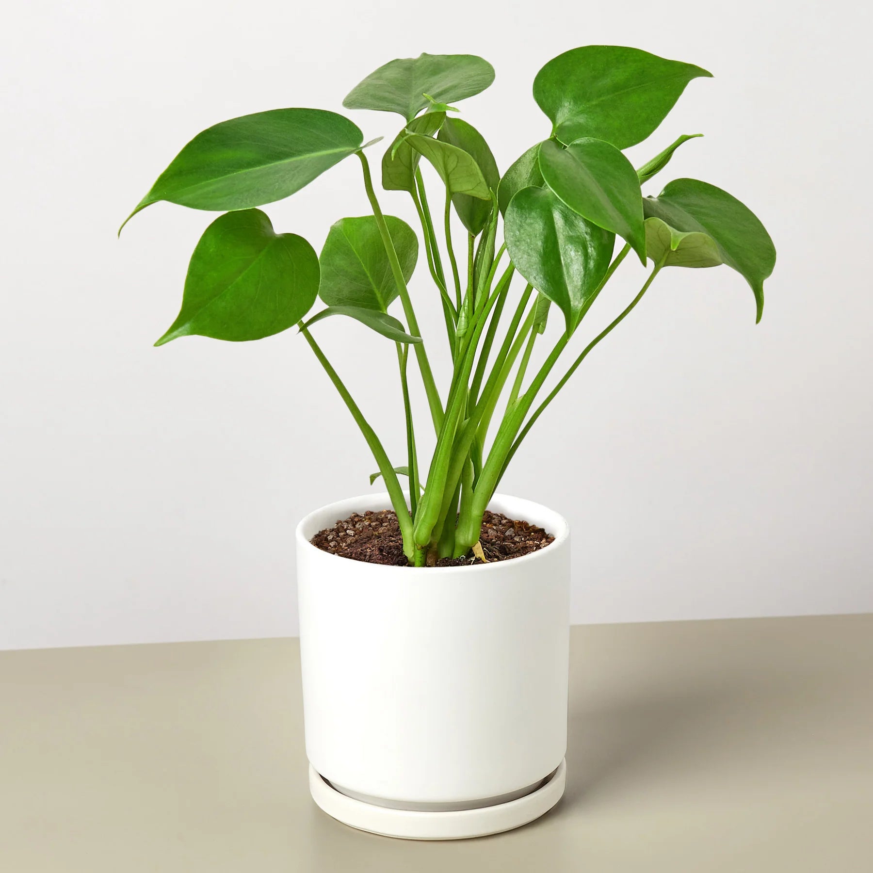 Monstera "Split-Leaf" Swiss Cheese Plant | 2"-8" Pots | KimThai Garden