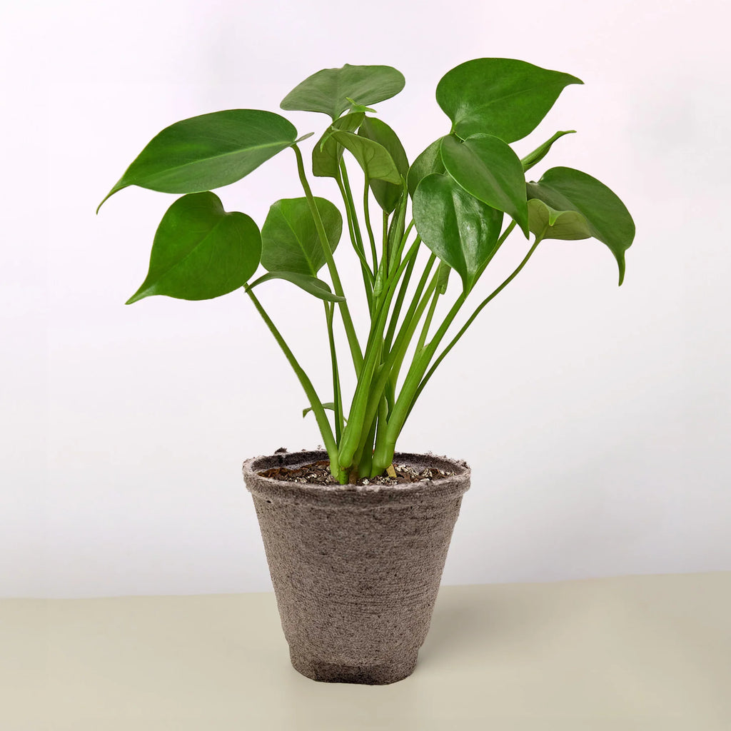 Monstera "Split-Leaf" Swiss Cheese Plant | 2"-8" Pots | KimThai Garden