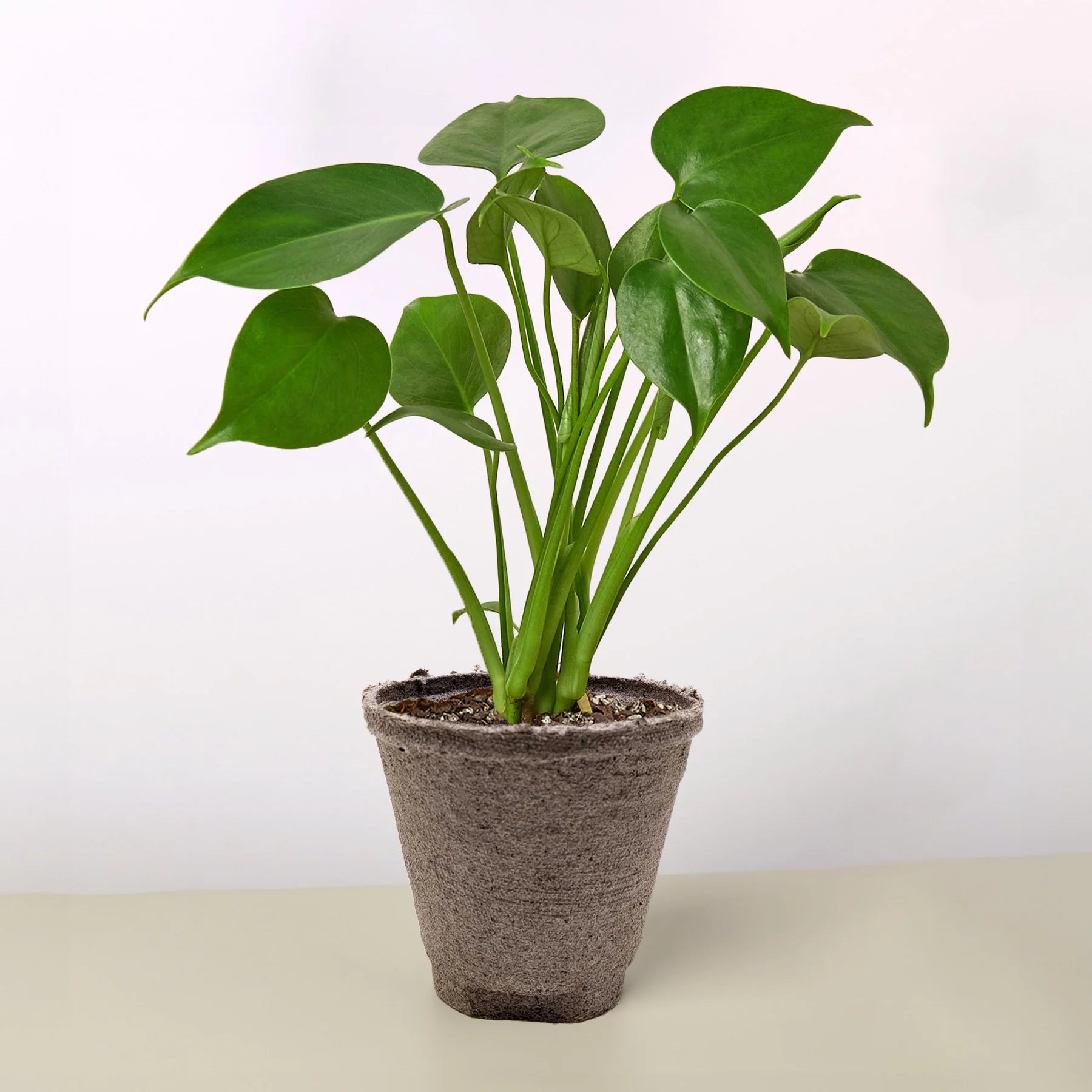 Monstera "Split-Leaf" Swiss Cheese Plant | 2"-8" Pots | KimThai Garden