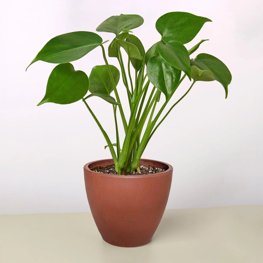 Monstera "Split-Leaf" Swiss Cheese Plant | 2"-8" Pots | KimThai Garden