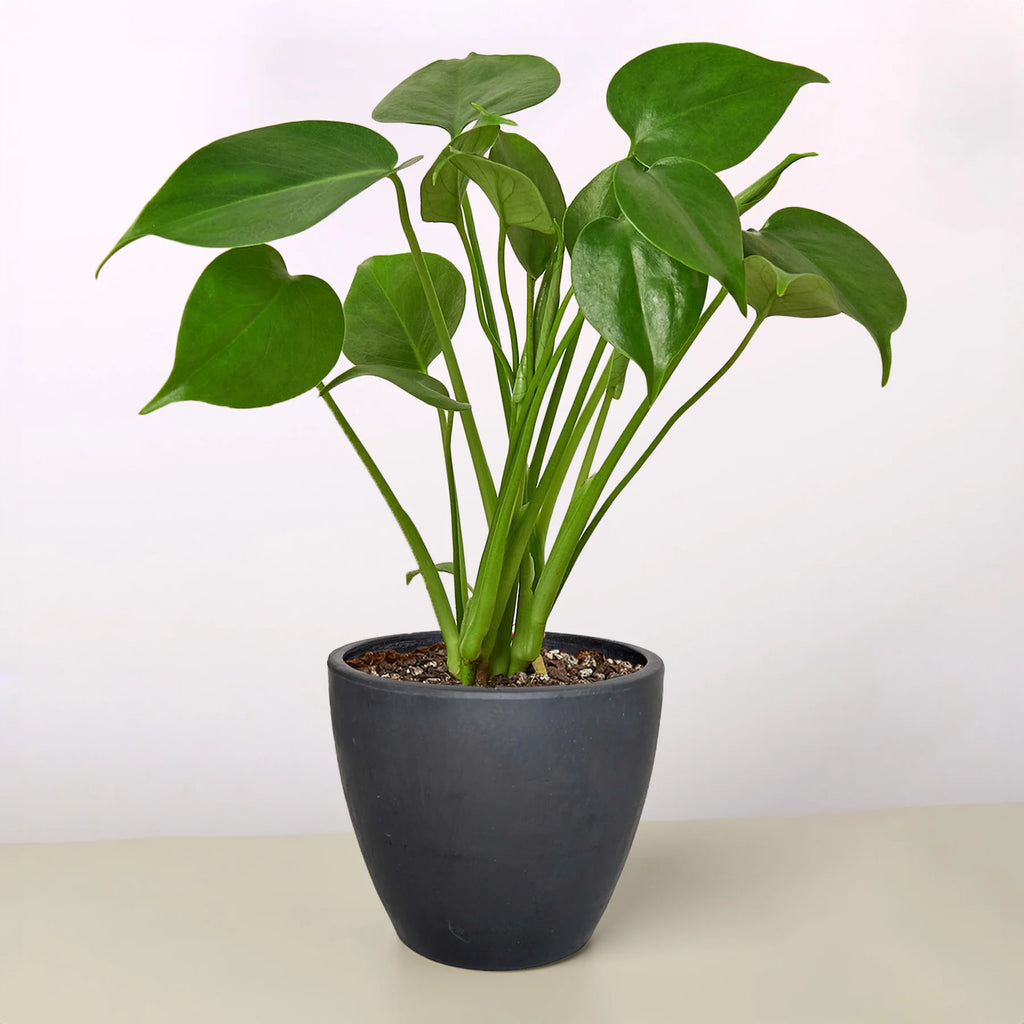 Monstera "Split-Leaf" Swiss Cheese Plant | 2"-8" Pots | KimThai Garden