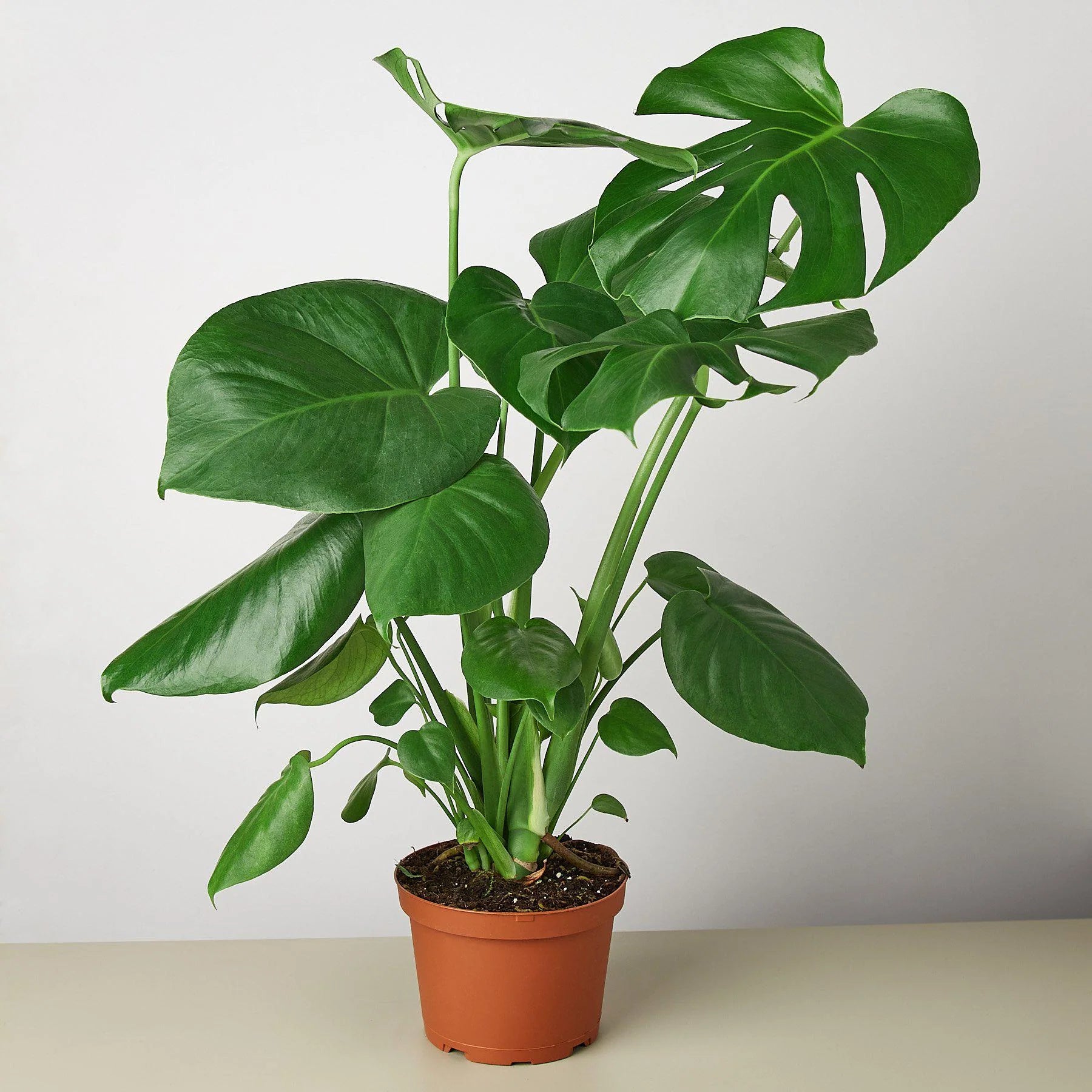 Monstera "Split-Leaf" Swiss Cheese Plant | 2"-8" Pots | KimThai Garden