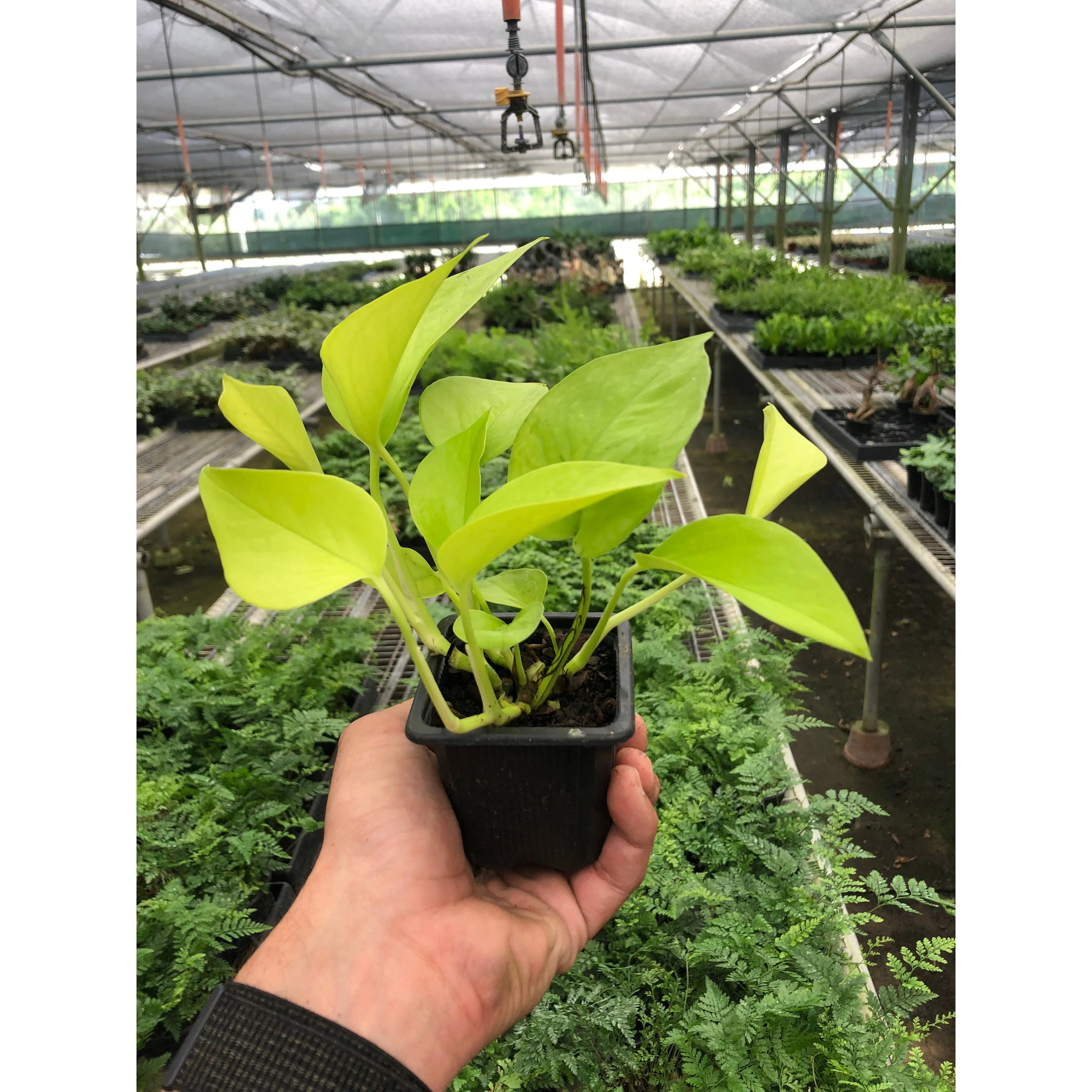 KimThai Garden Neon Pothos plant in 4-inch pot with vibrant neon-green leaves