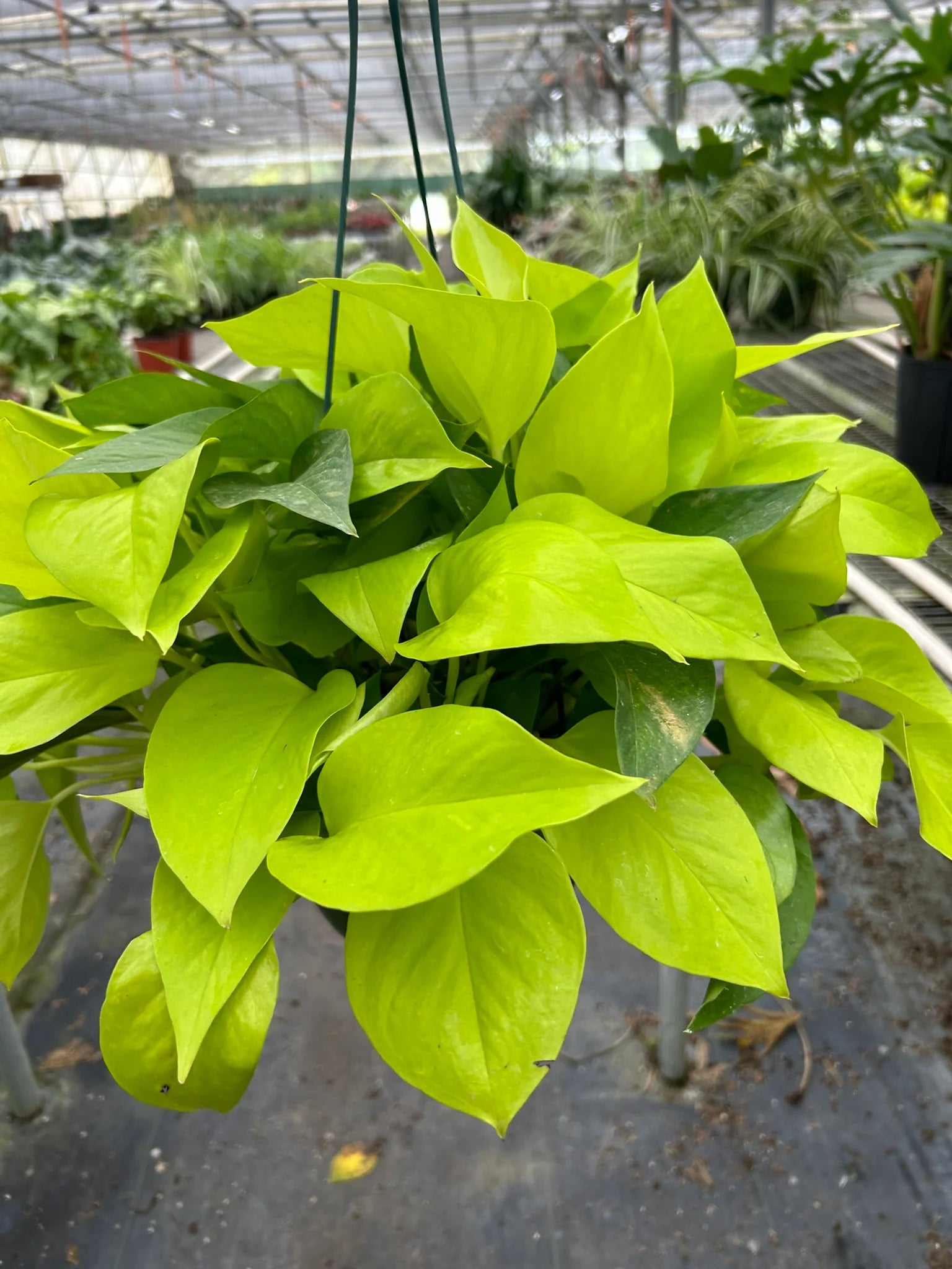 Neon Pothos Vibrant Hanging Plant | 3"-8" Pots | KimThai Garden