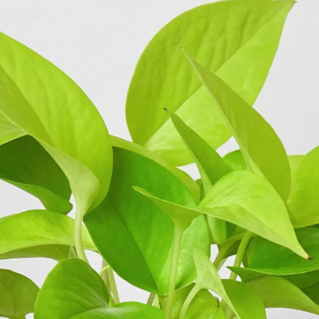 Neon Pothos Vibrant Hanging Plant | 3"-8" Pots | KimThai Garden
