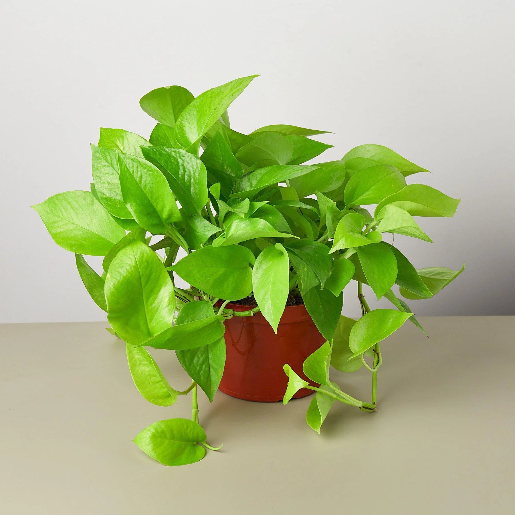 Neon Pothos Vibrant Hanging Plant | 3"-8" Pots | KimThai Garden
