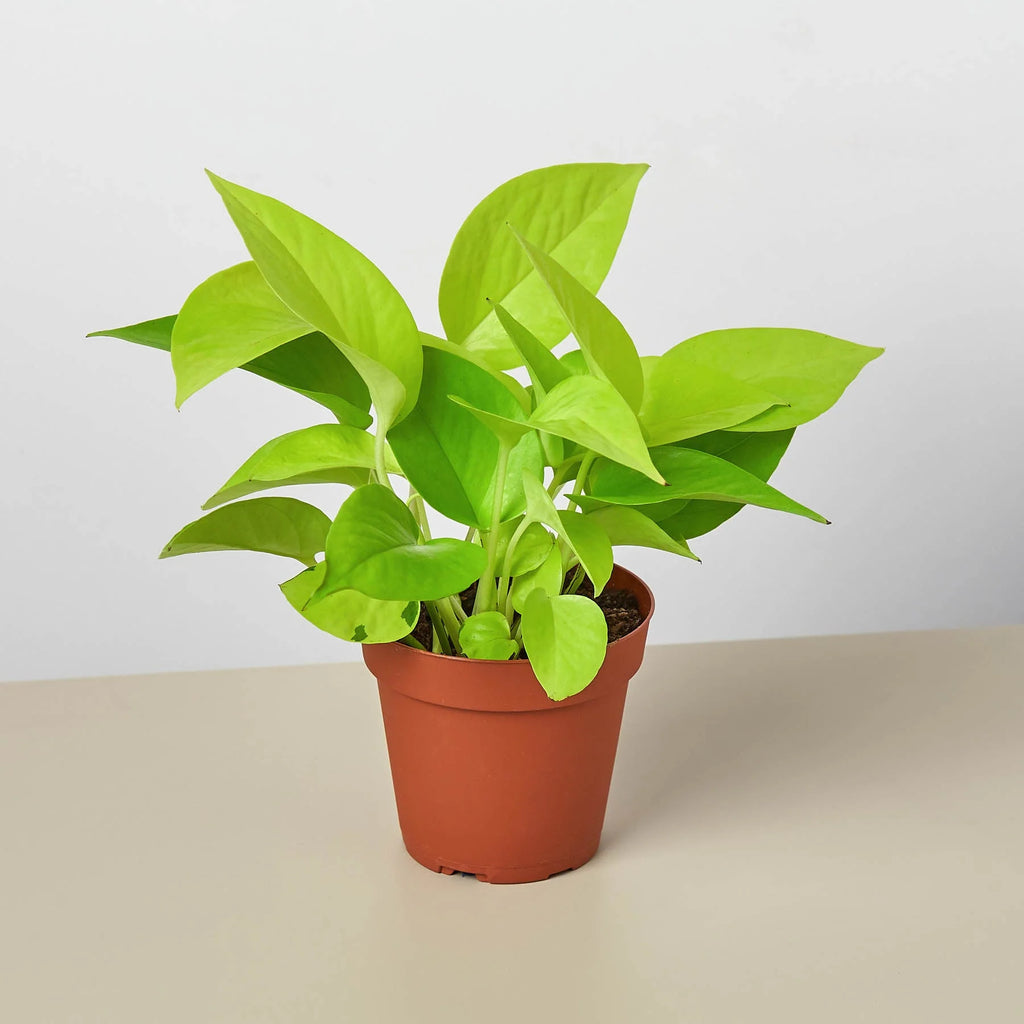Neon Pothos Vibrant Hanging Plant | 3"-8" Pots | KimThai Garden