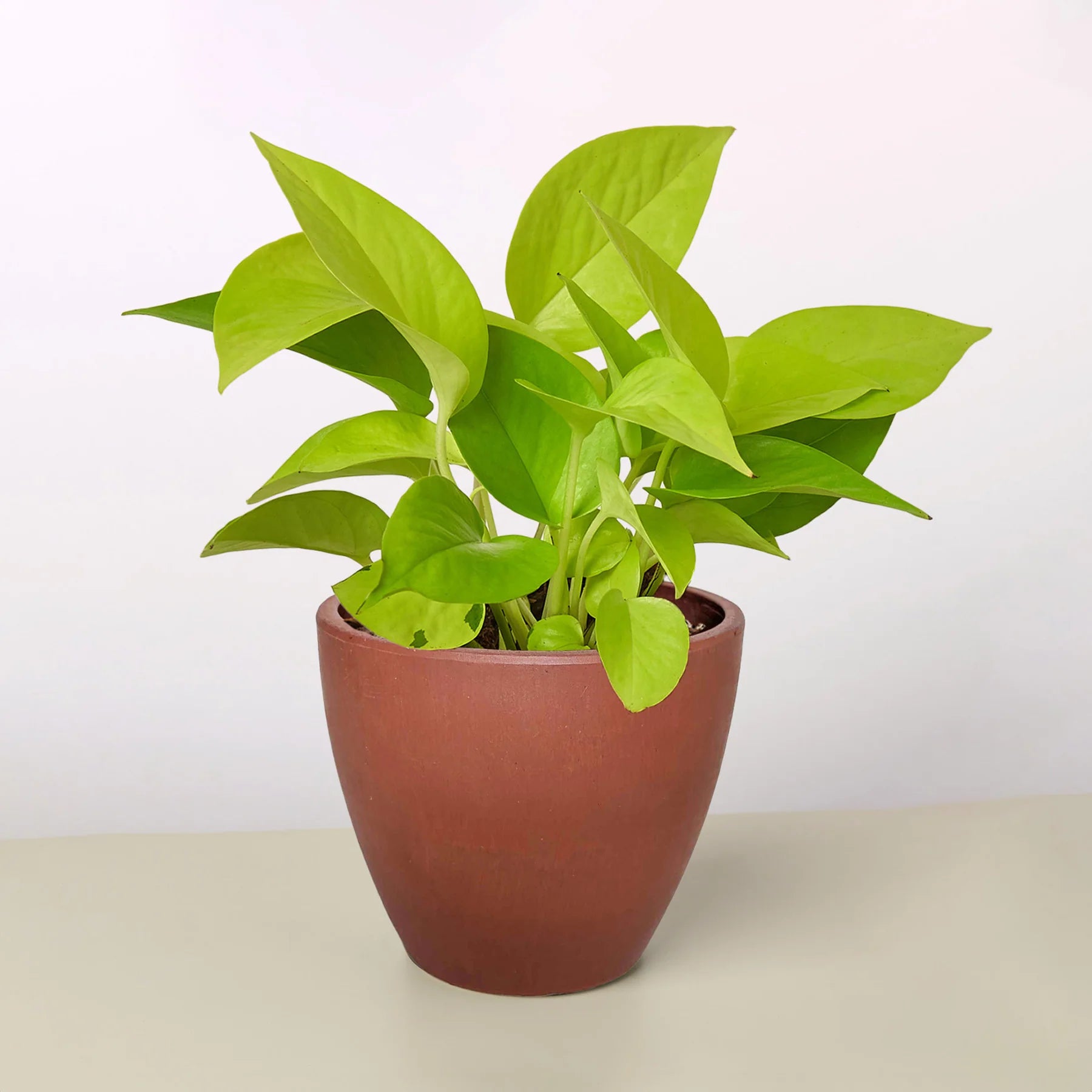 Neon Pothos Vibrant Hanging Plant | 3"-8" Pots | KimThai Garden