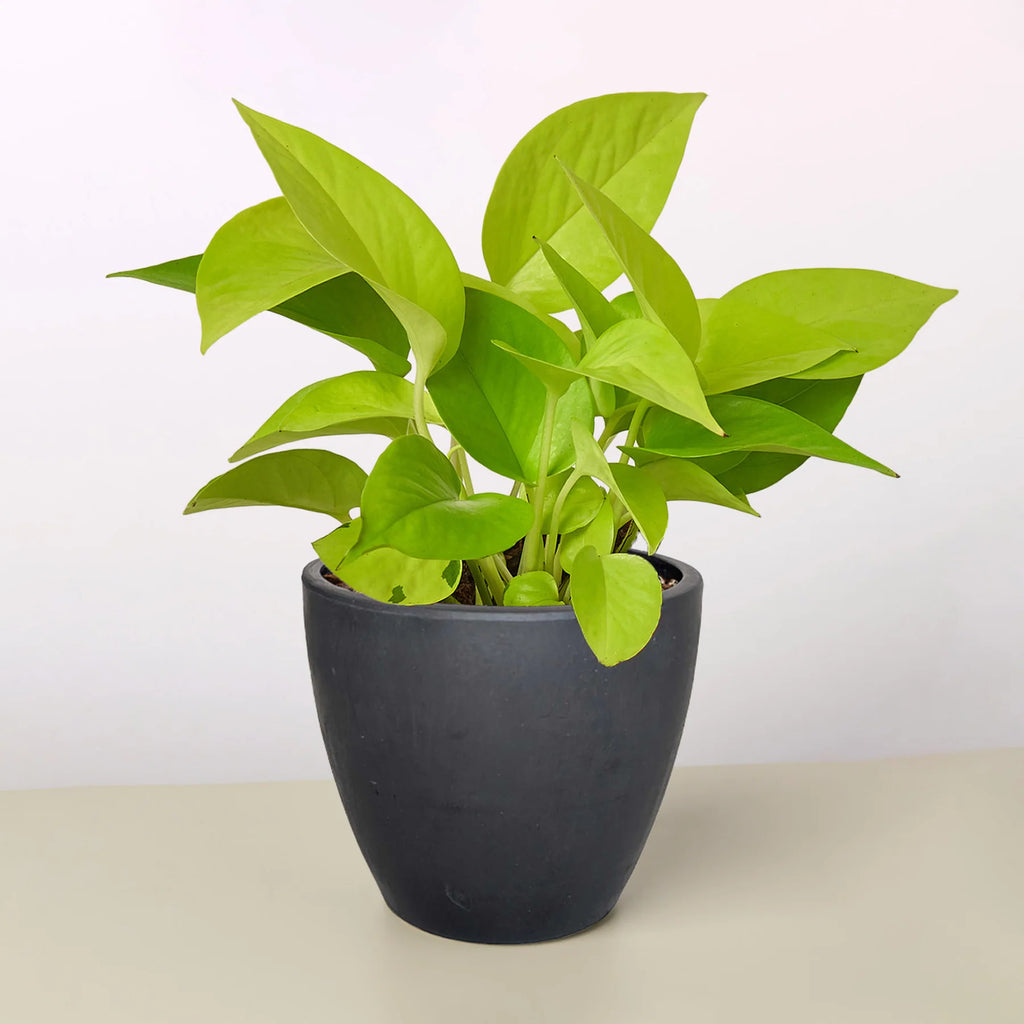 Neon Pothos Vibrant Hanging Plant | 3"-8" Pots | KimThai Garden