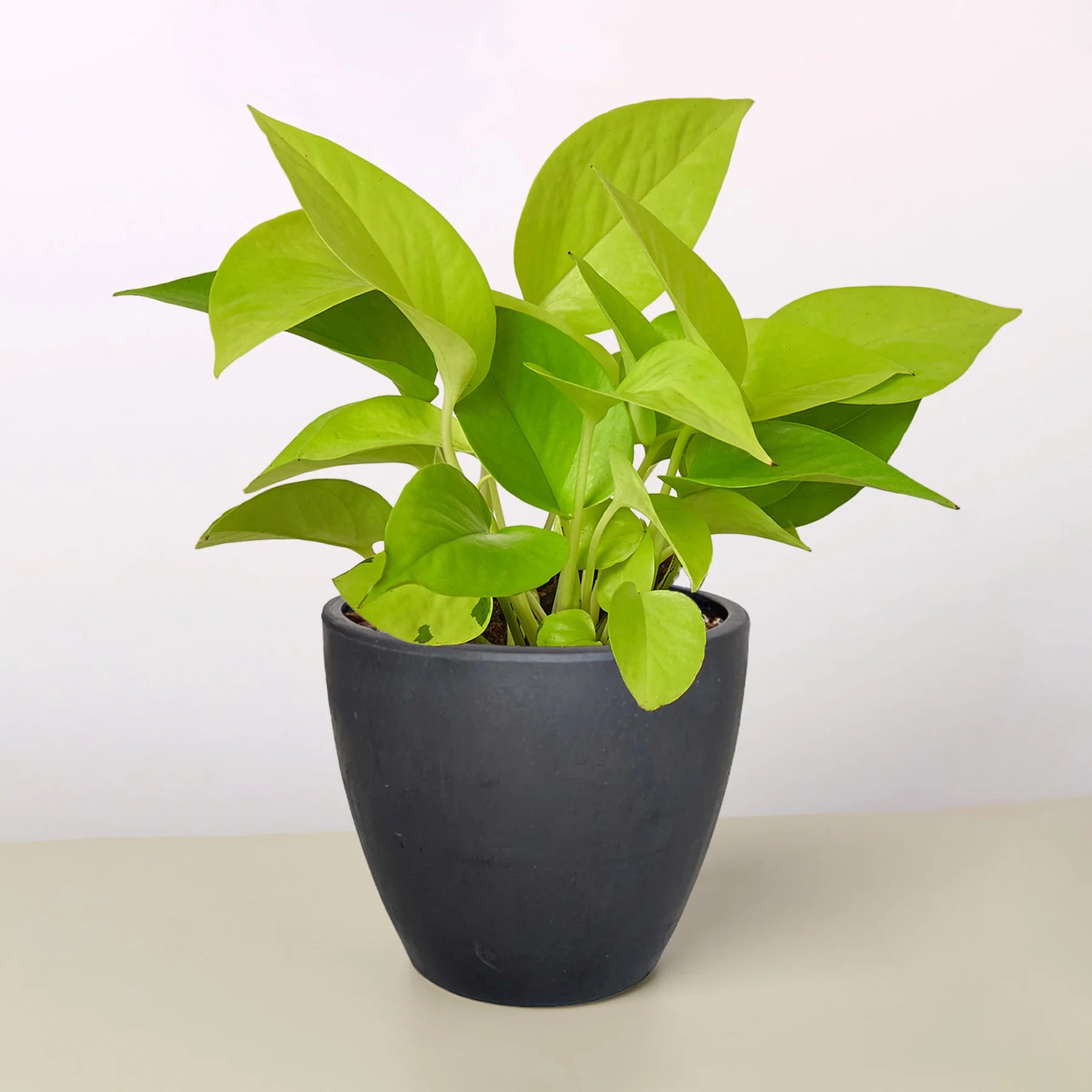 Neon Pothos Vibrant Hanging Plant | 3"-8" Pots | KimThai Garden