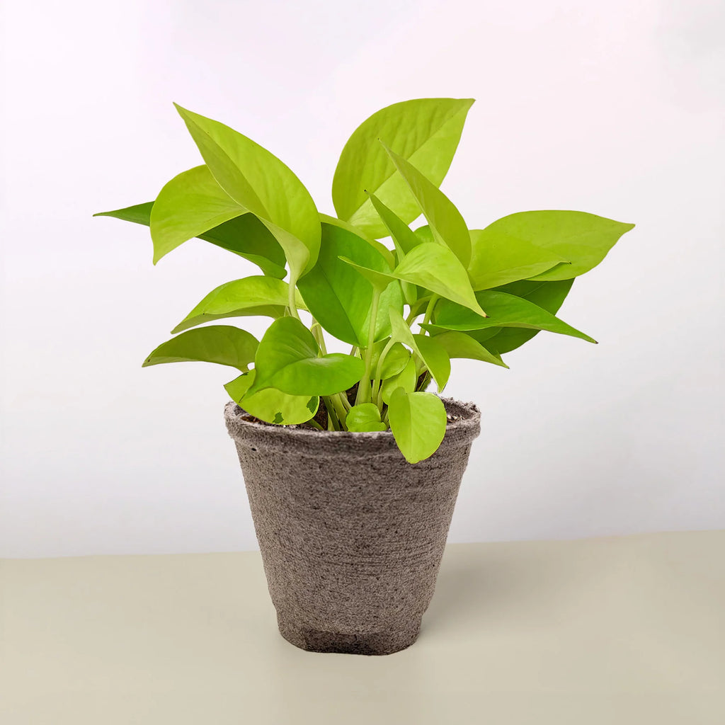 Neon Pothos Vibrant Hanging Plant | 3"-8" Pots | KimThai Garden